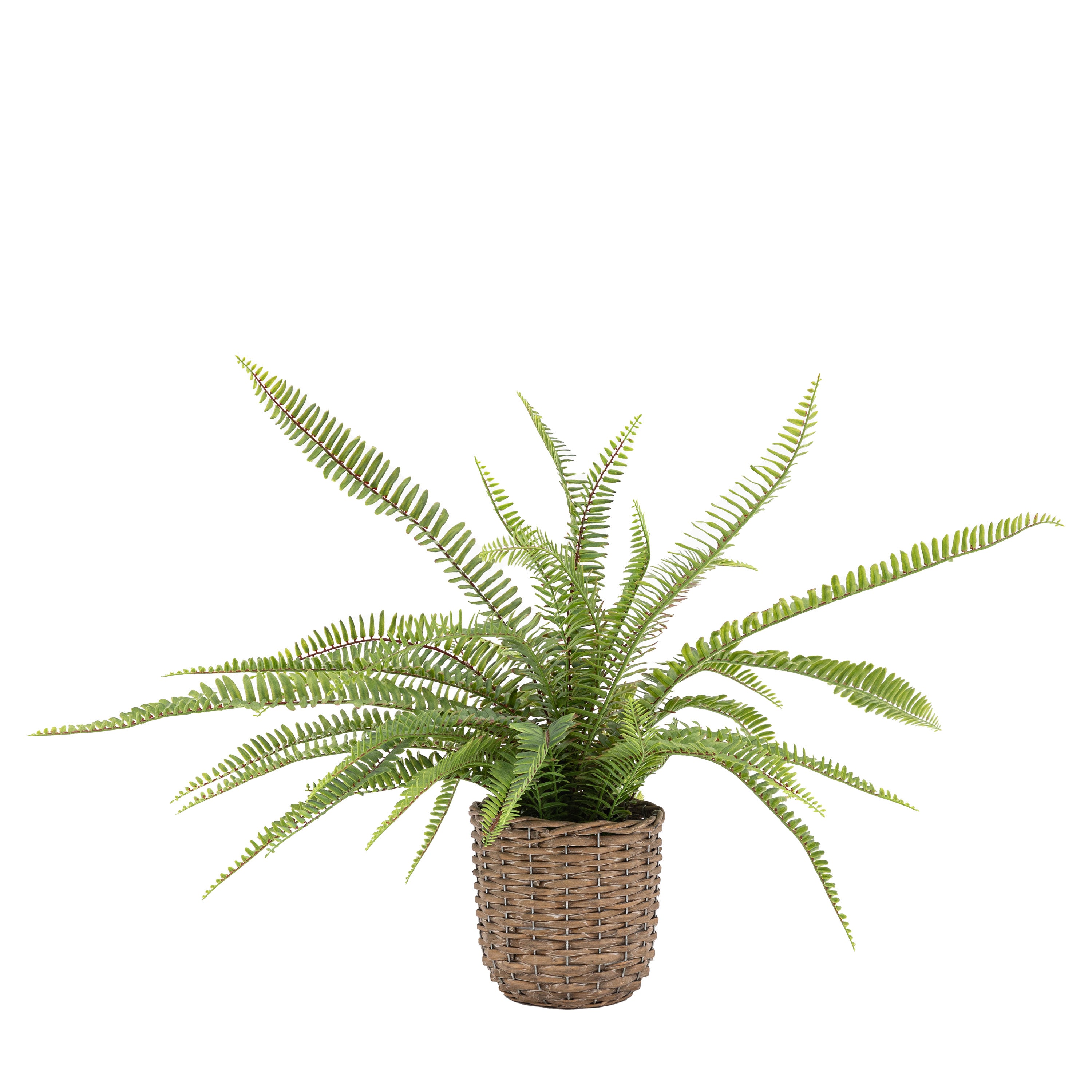 Potted Fern Plant - Wicker / Plastic | Migo Interiors