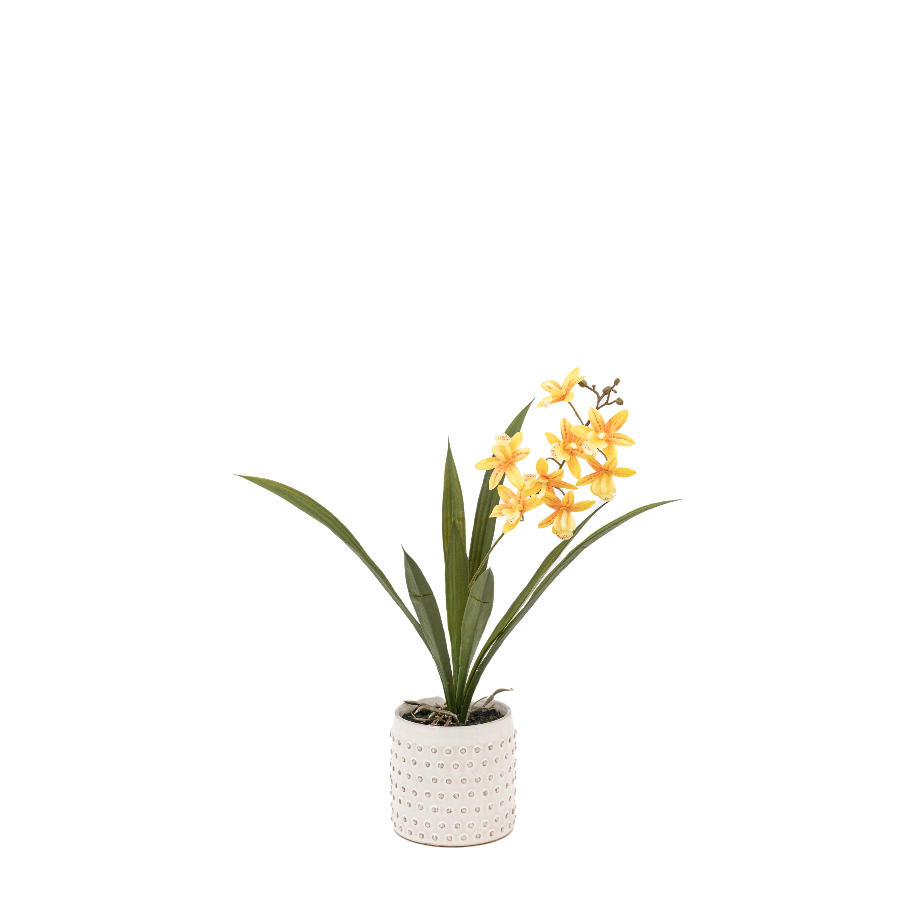 Orchid Orange in White Ceramic Dot Pot