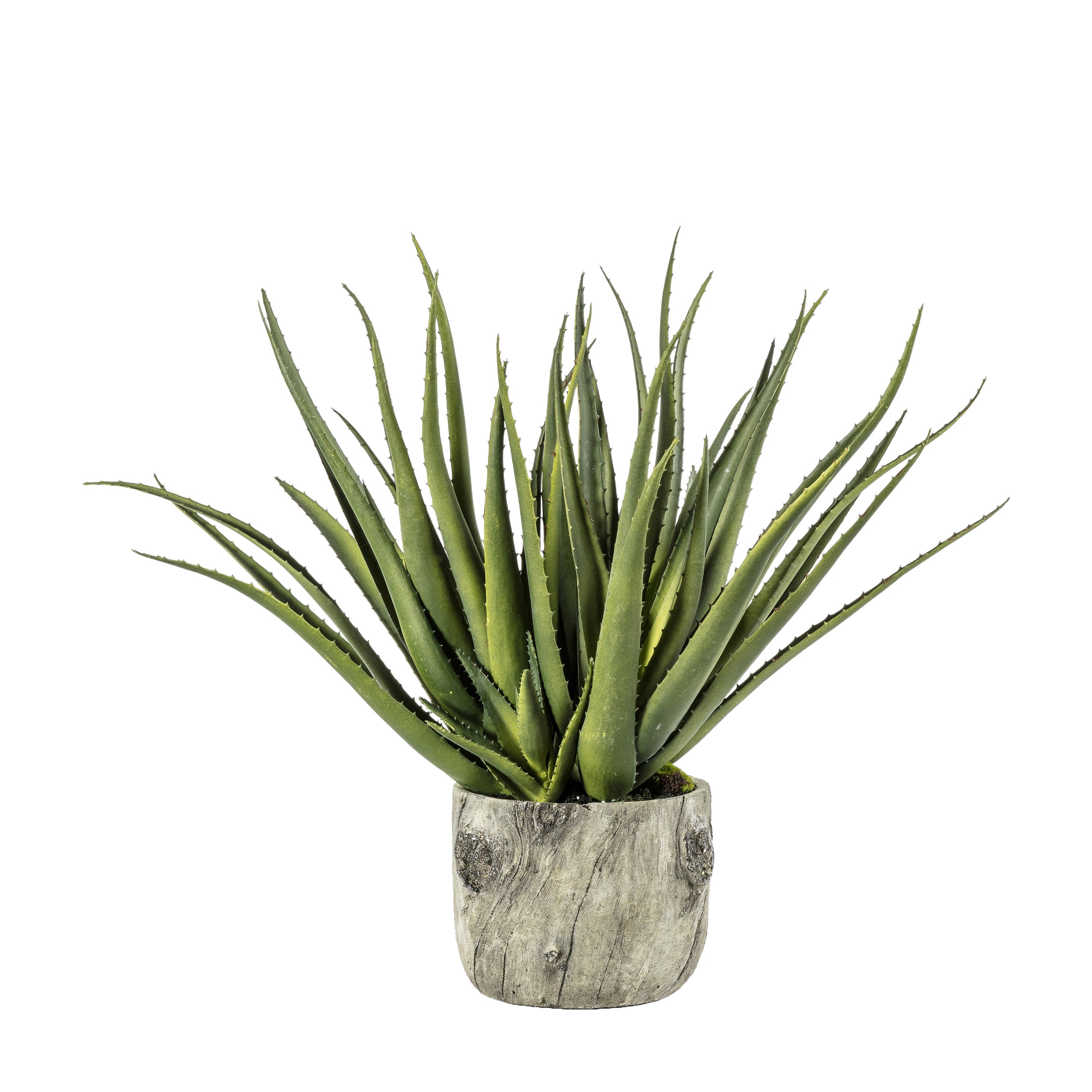 Aloe w/Bark Effect Pot | Migo Interiors