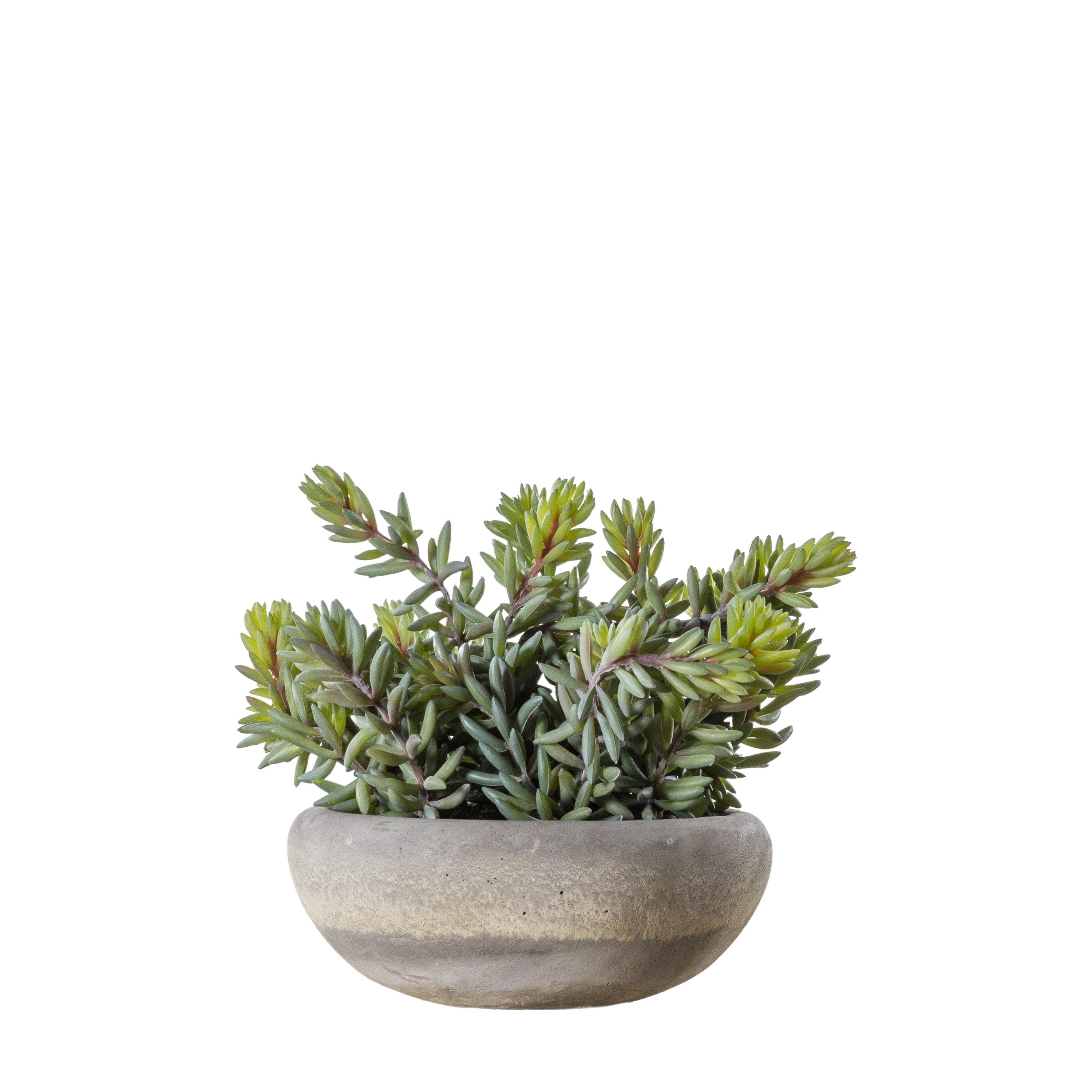 Sedum Green w/ Cement Bowl Large - PE / Cement / Iron | Migo Interiors