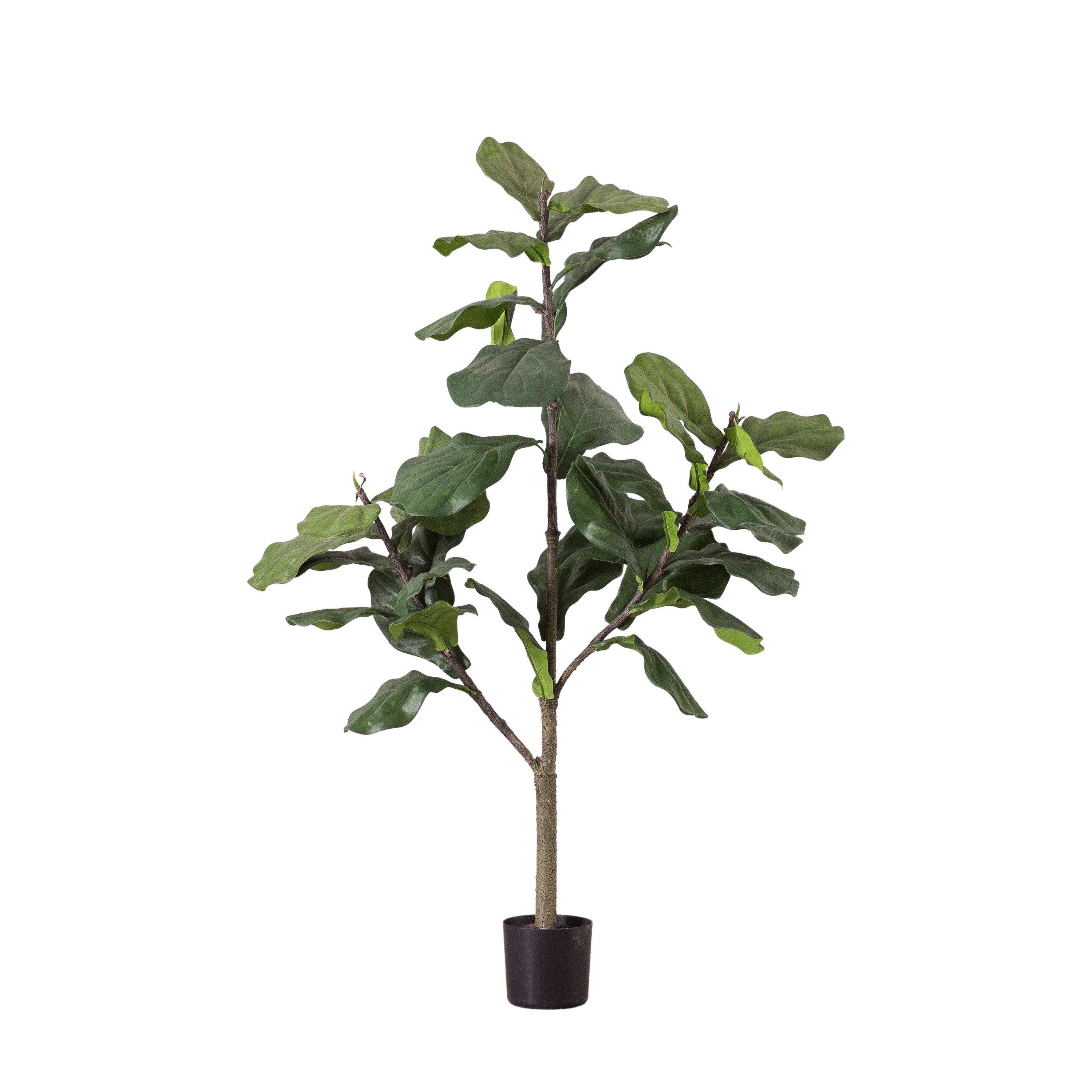 Fiddle Tree w/39 Leaves
