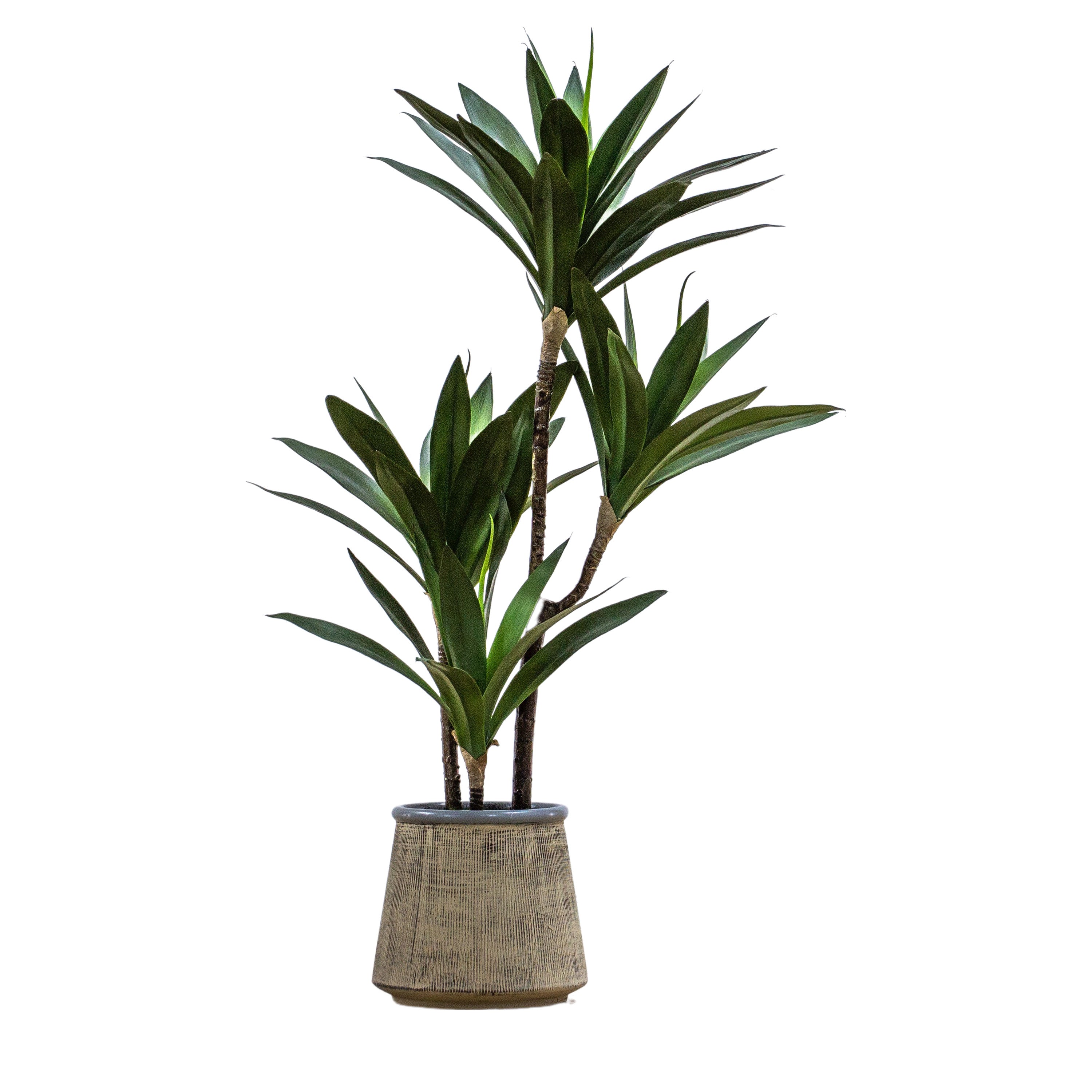 Potted Yucca Green H650mm - PE / PVC / Paper | Migo Interiors