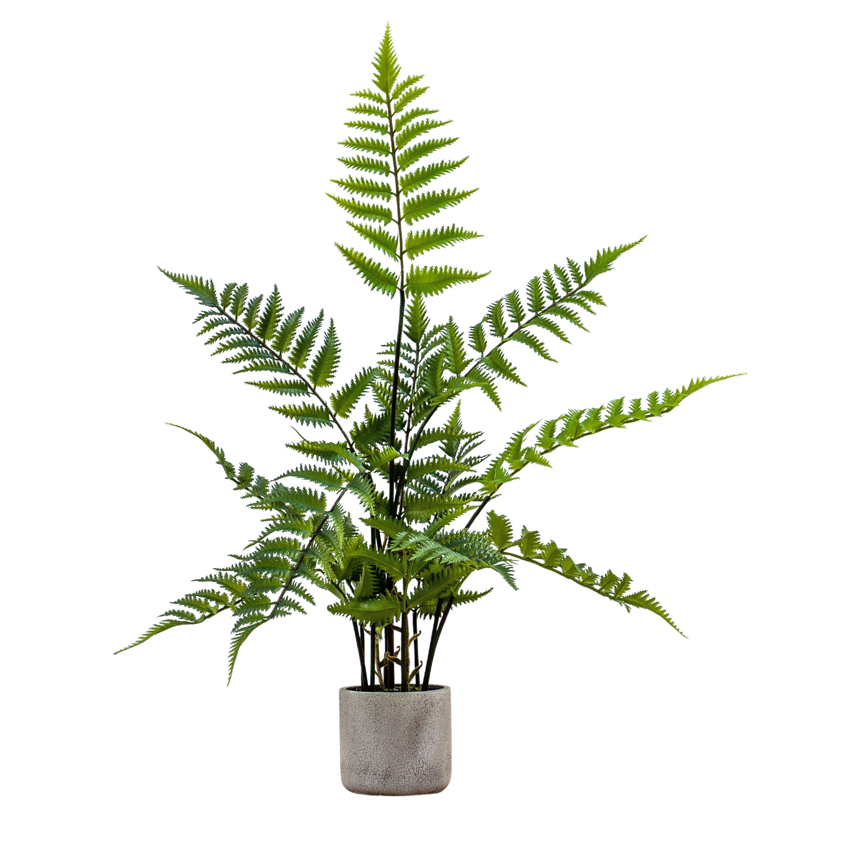 Potted Fern in Cement Pot H710mm - PE Cement | Migo Interiors