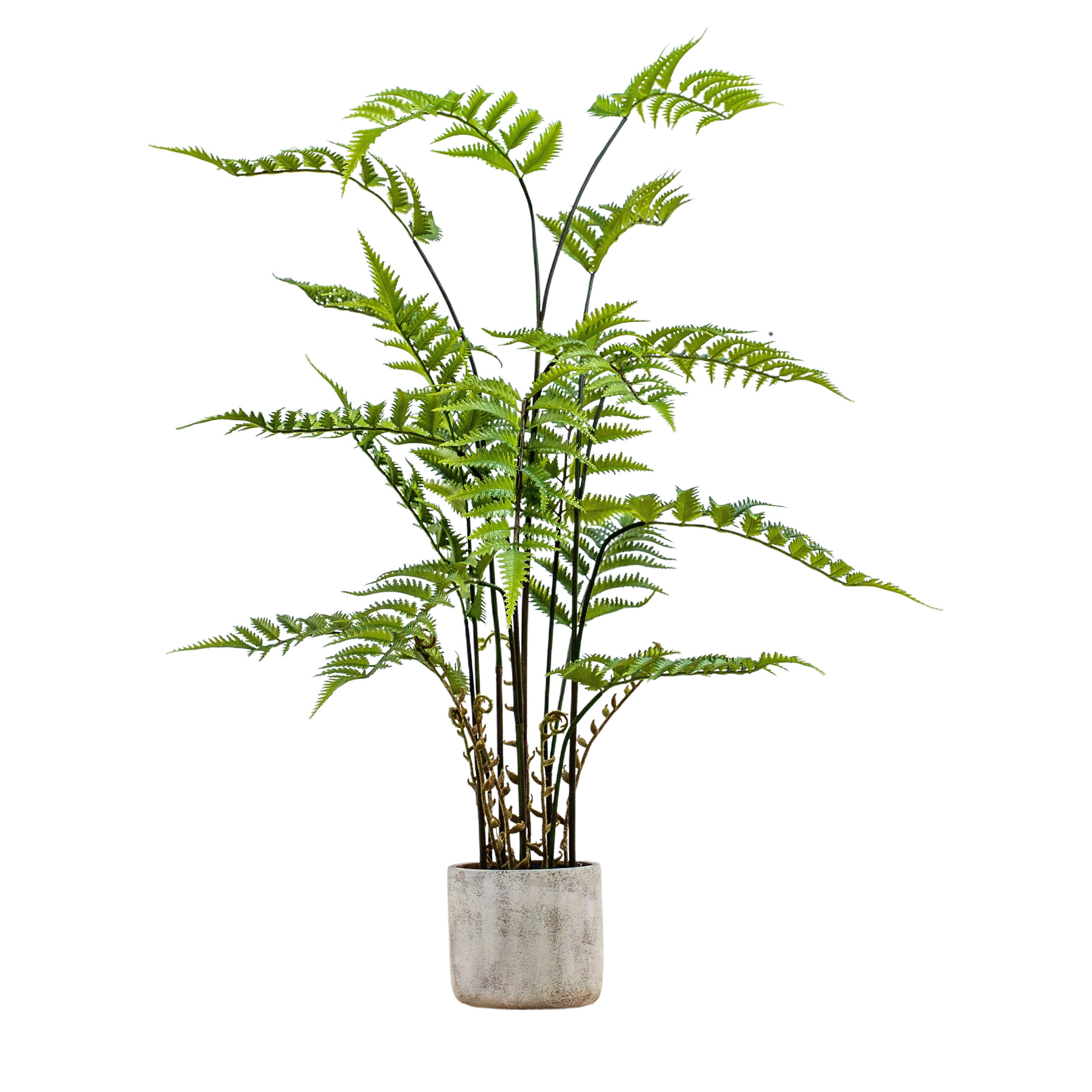 Potted Fern in Cement Pot H1060mm - PE Cement | Migo Interiors