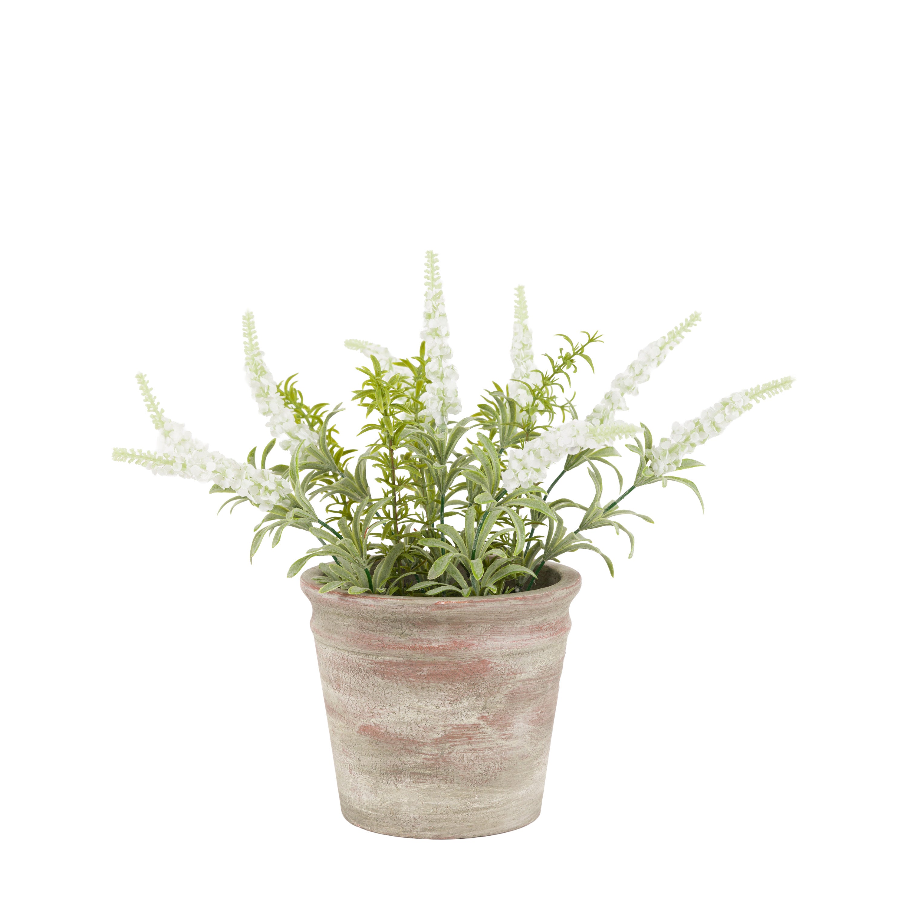 Potted Rustic White Lavendar