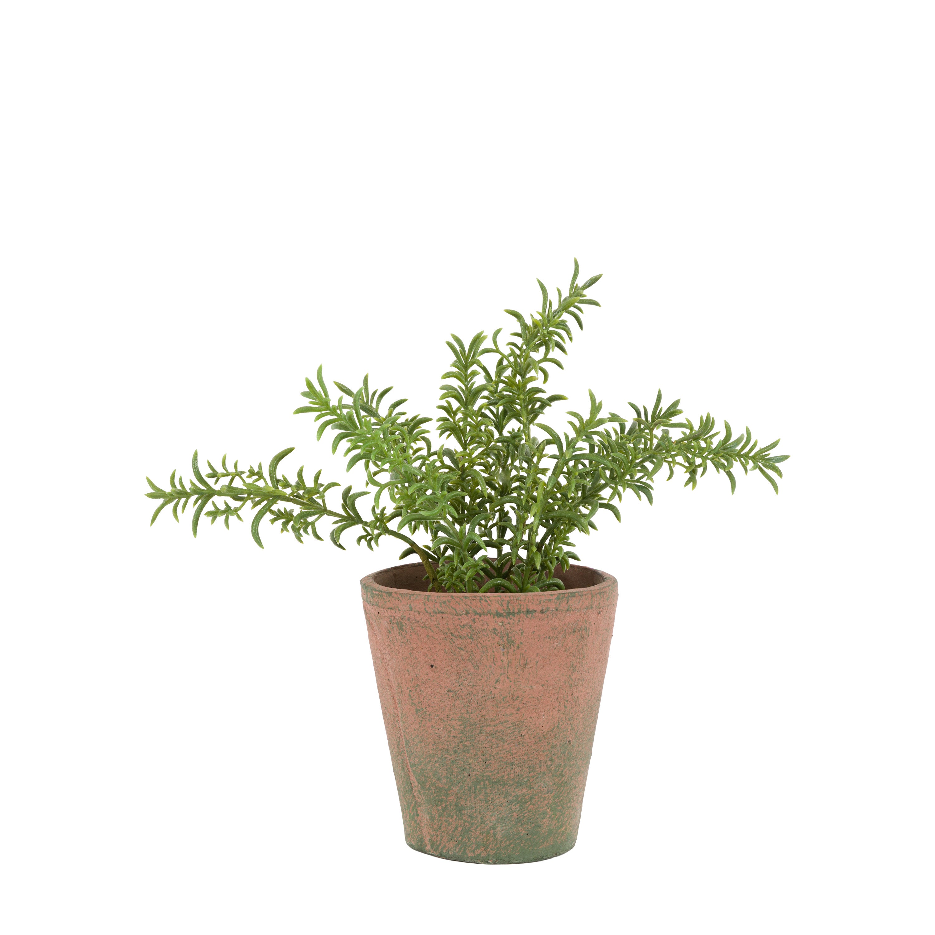 Potted Rosemary Terracotta