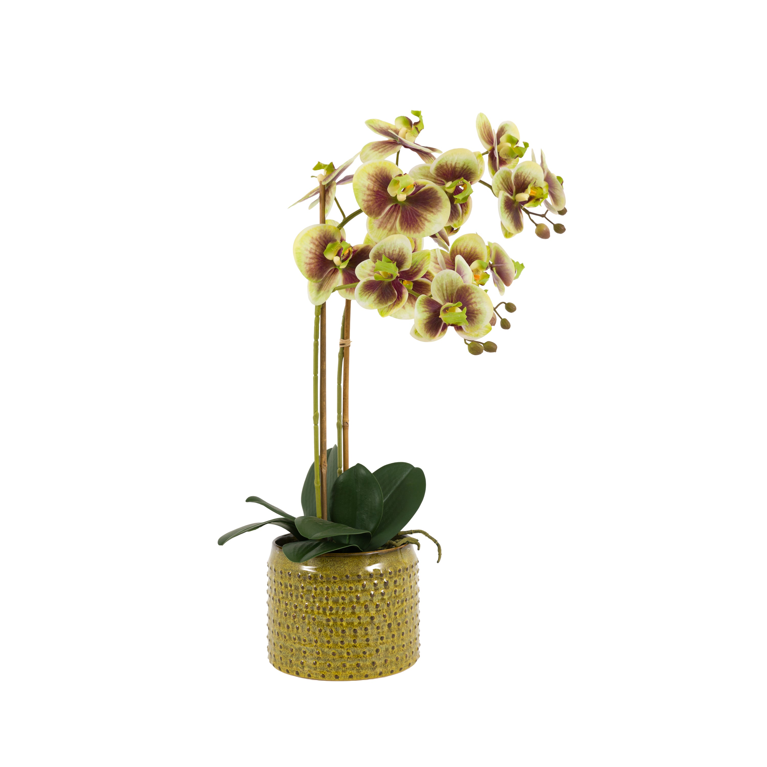 Orchid in Moss Ceramic Dot Pot Green