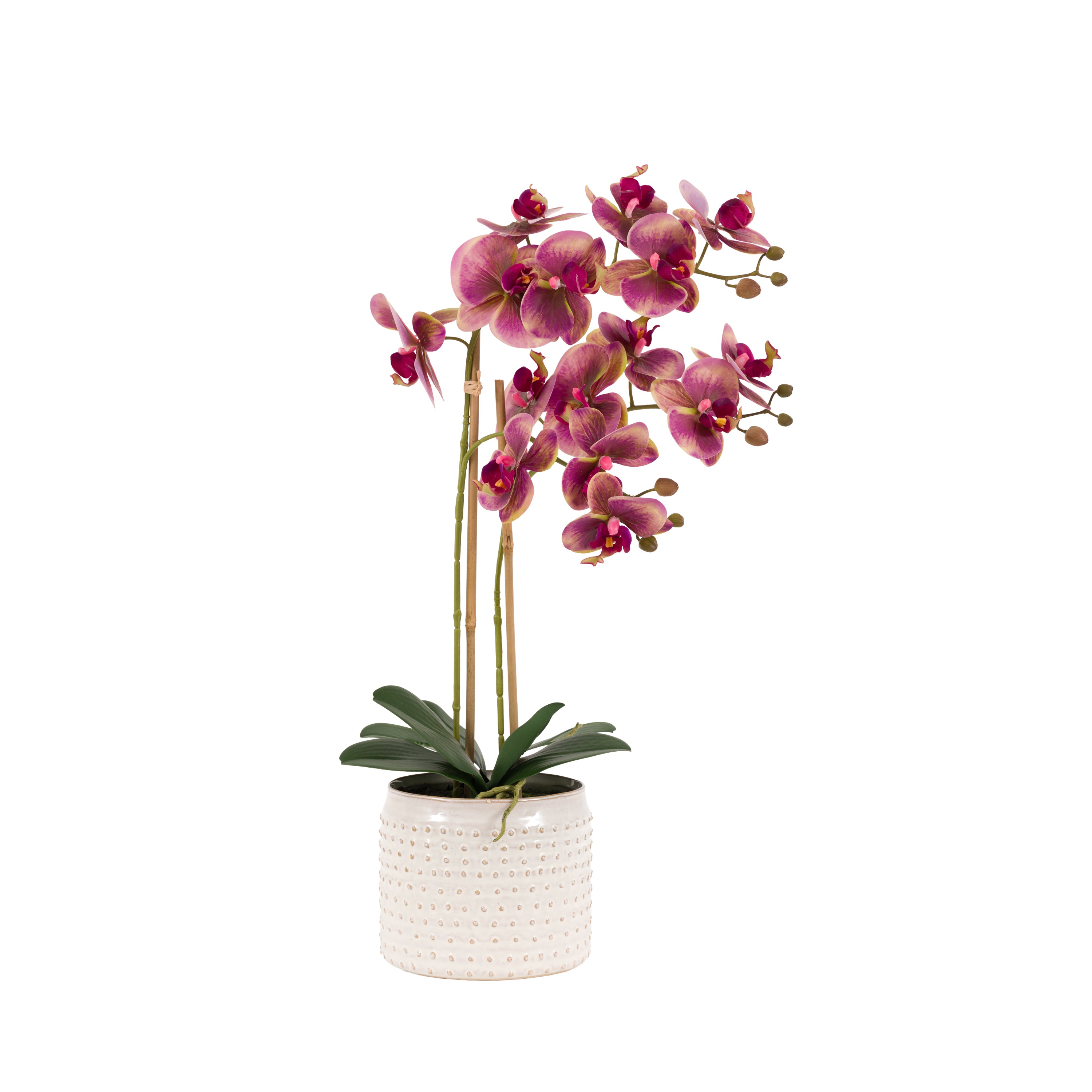Orchid in Moss Ceramic Dot Pot Pink