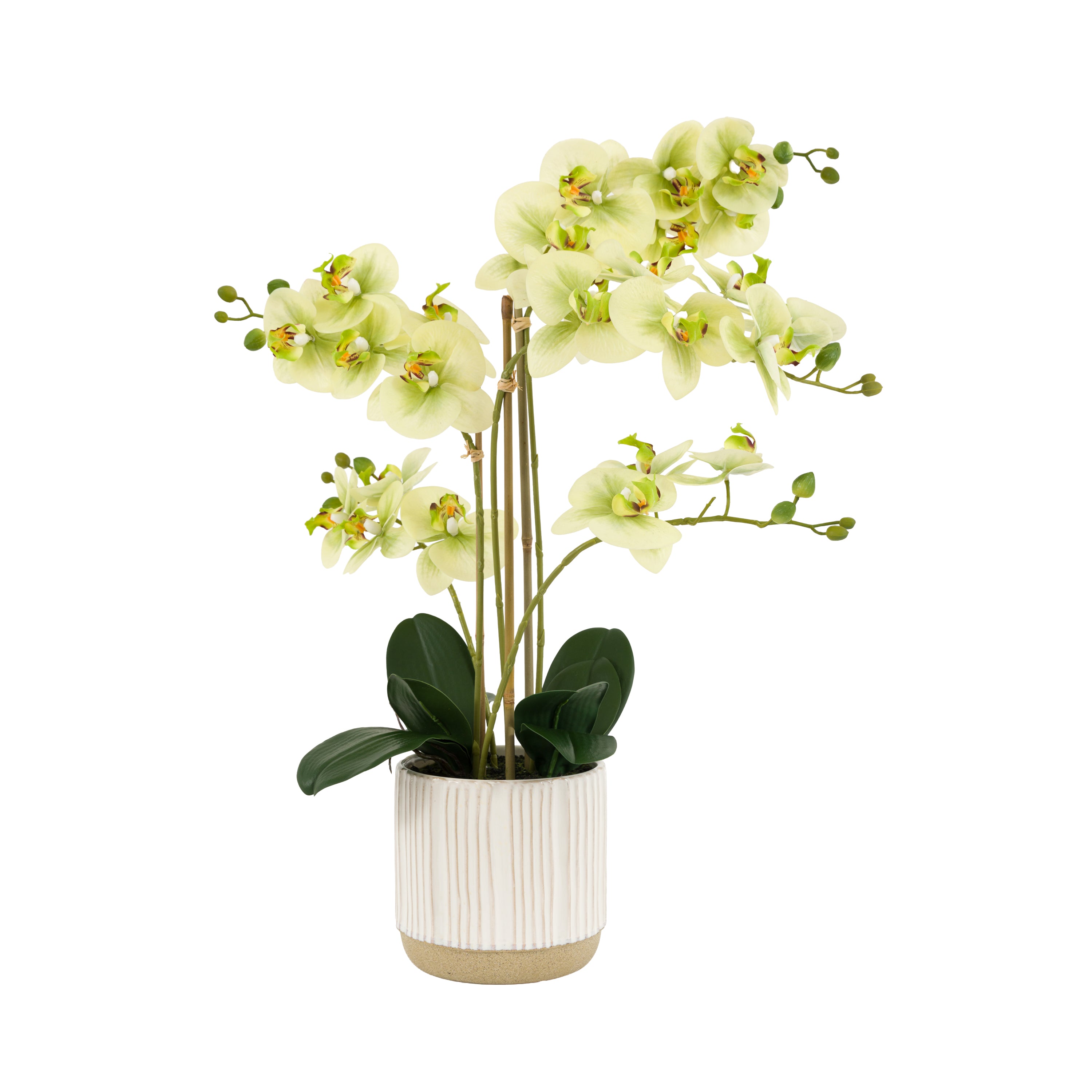 Orchid in White Ribbed Ceramic Pot