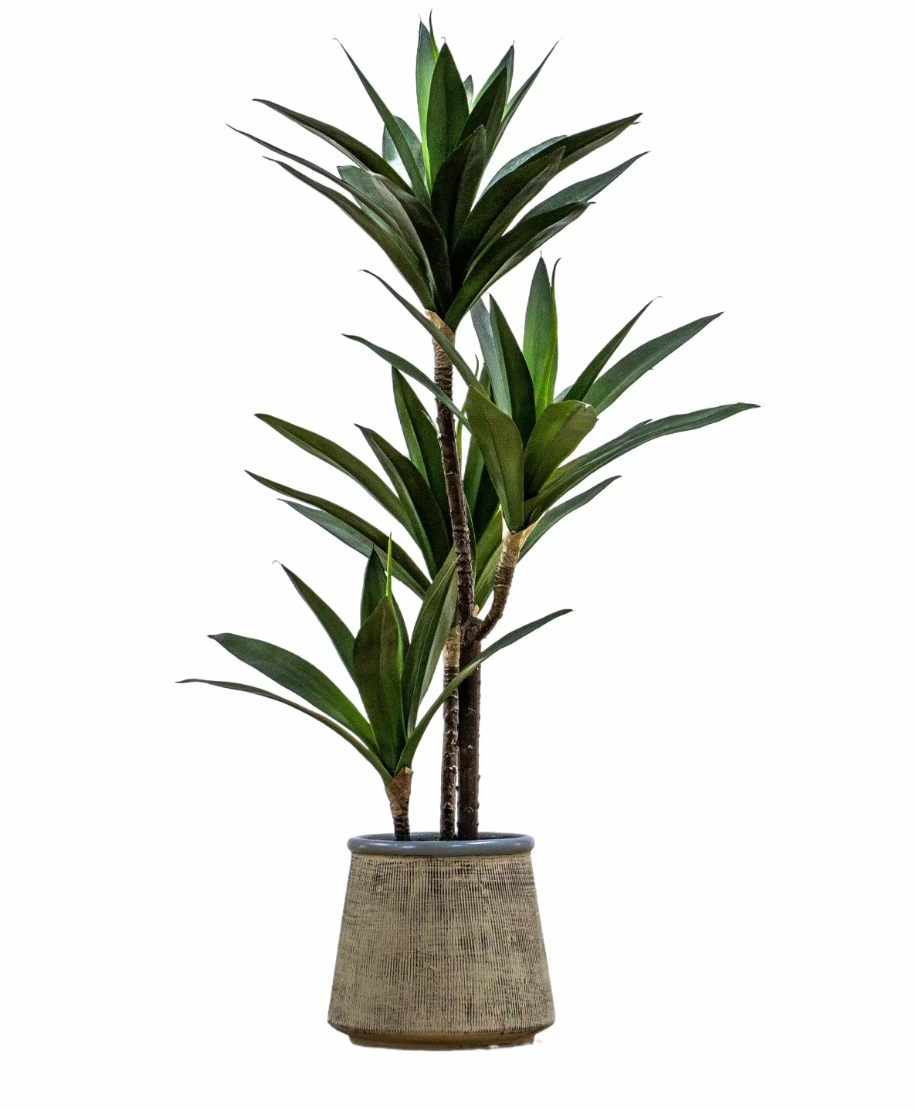 Albina Potted Yucca