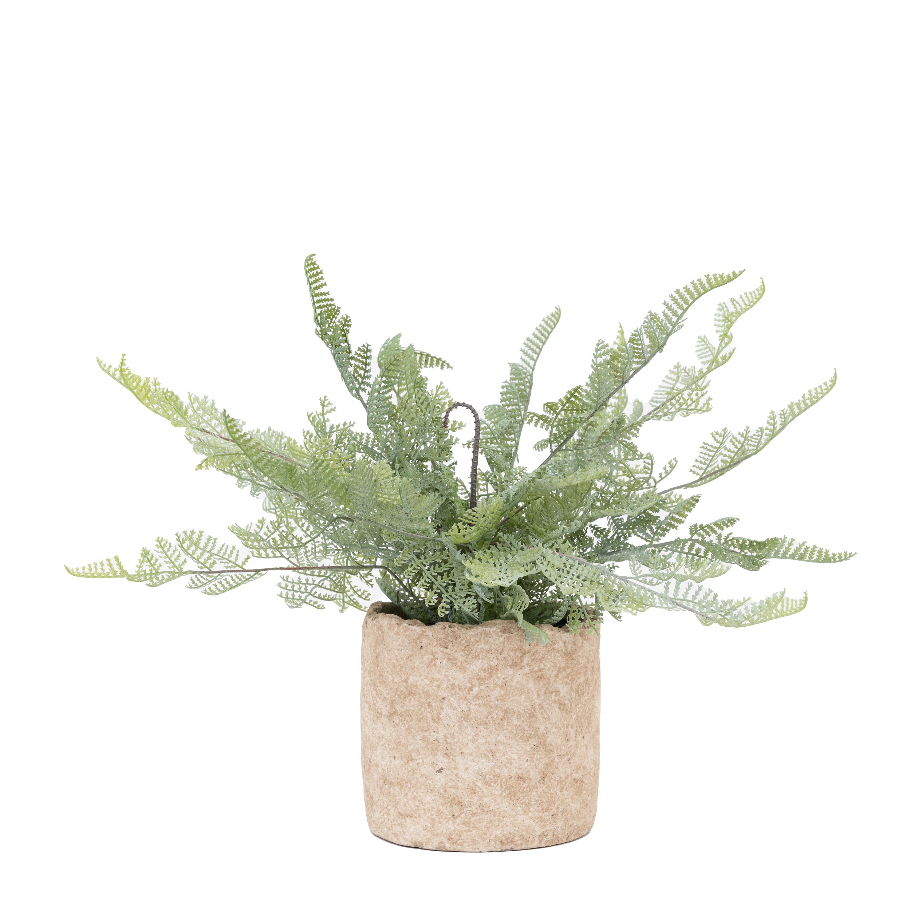 Potted Fern