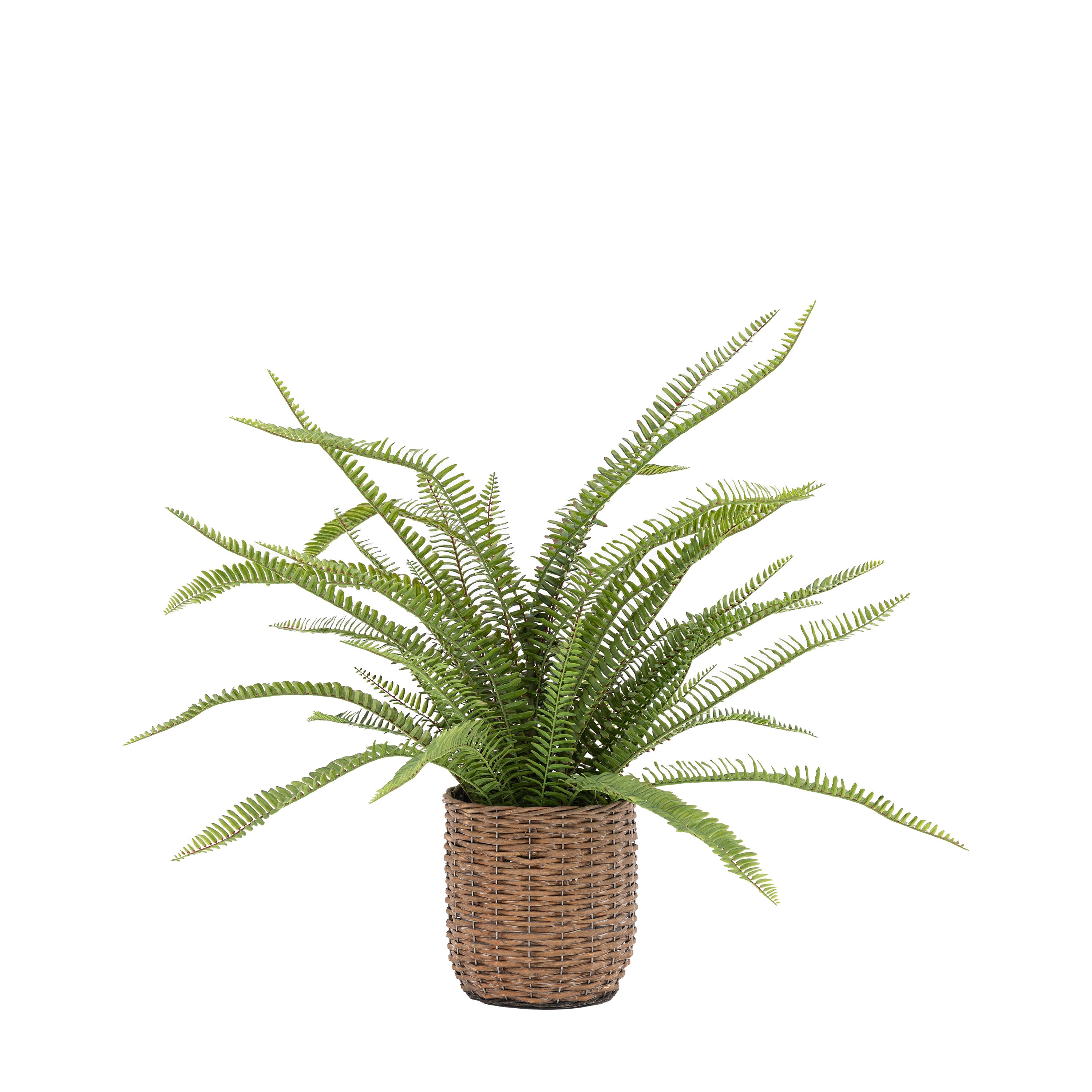 Potted Fern Plant - Wicker / Plastic | Migo Interiors