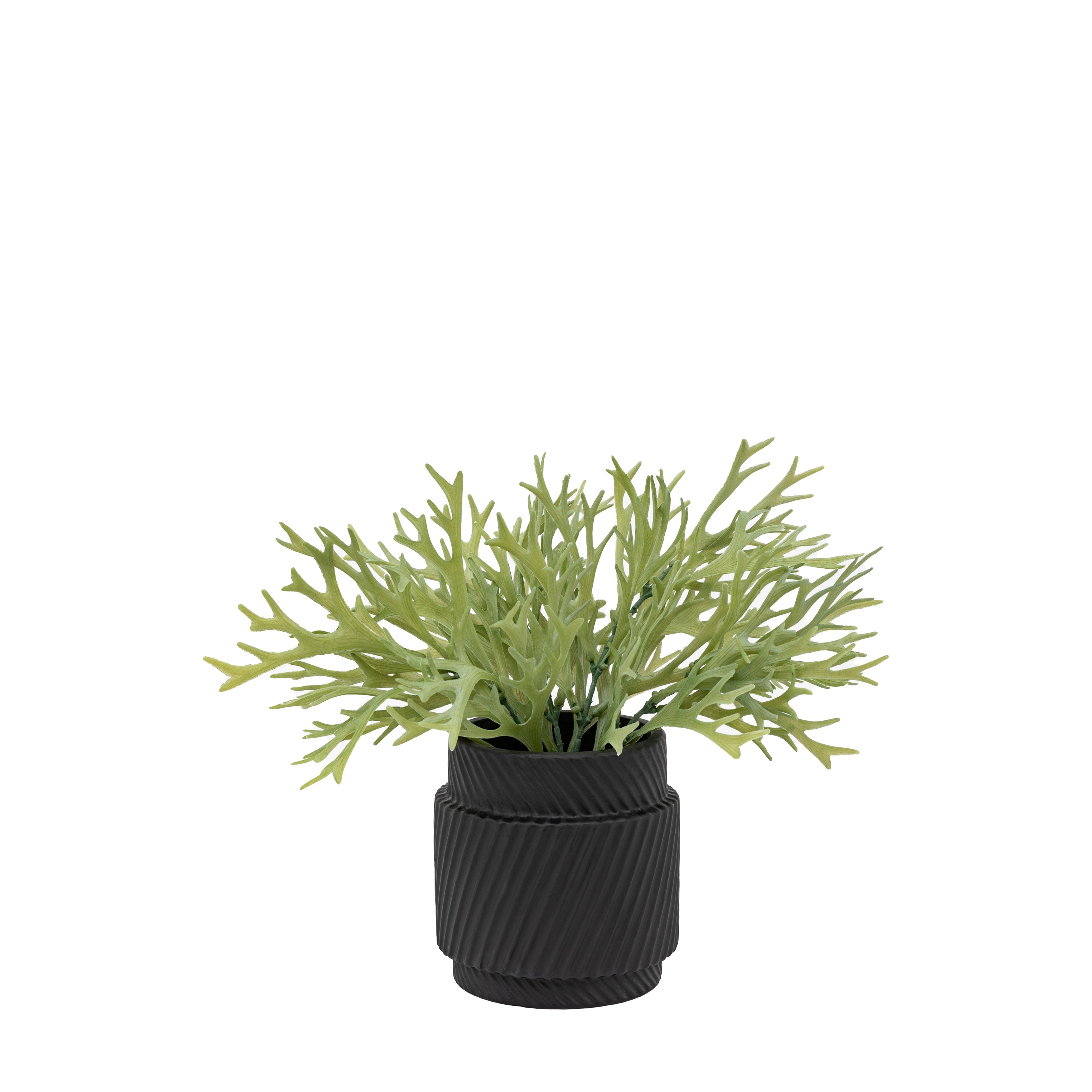 Faux Playycerium in Ceramic Pot Sage Green