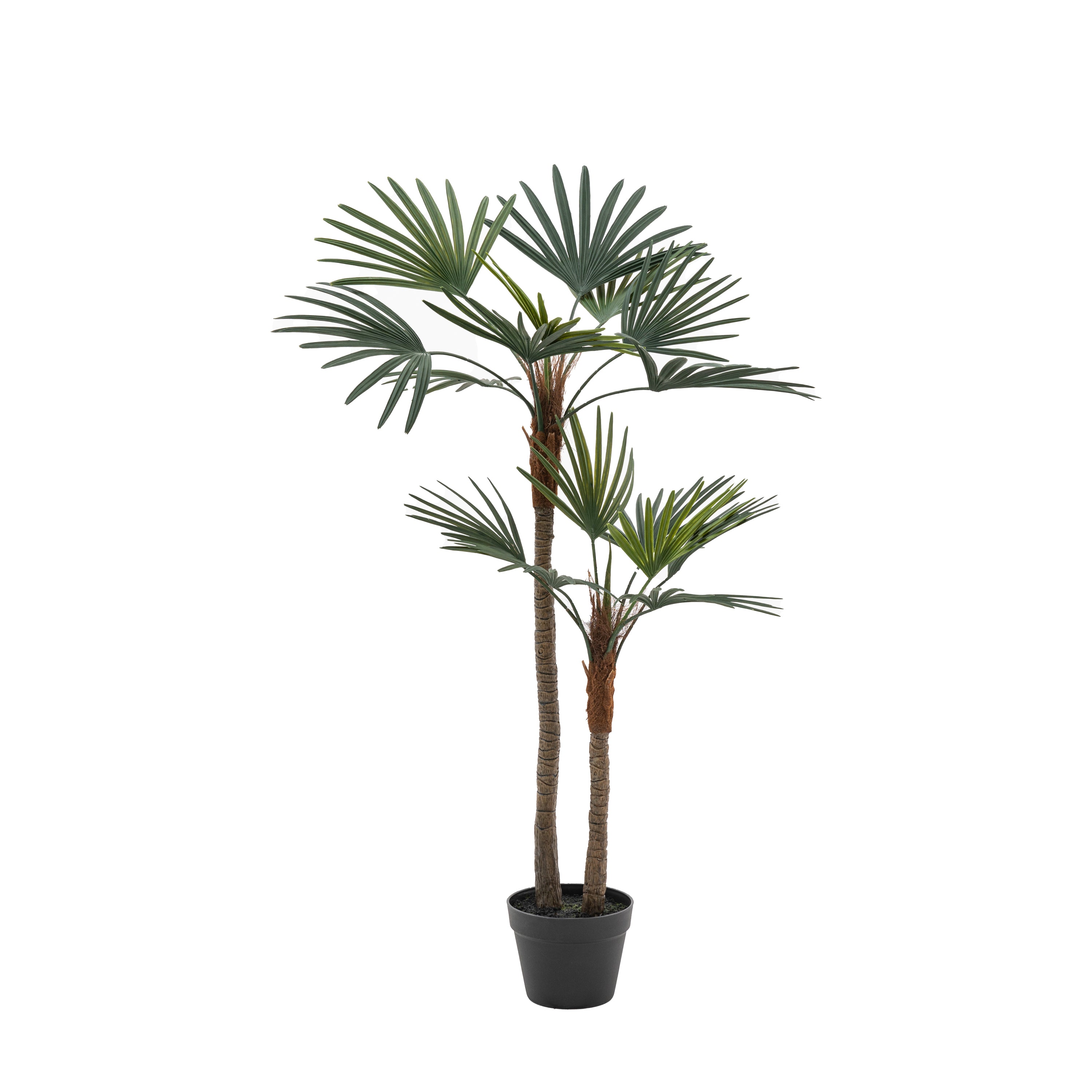 Potted Statement Palm