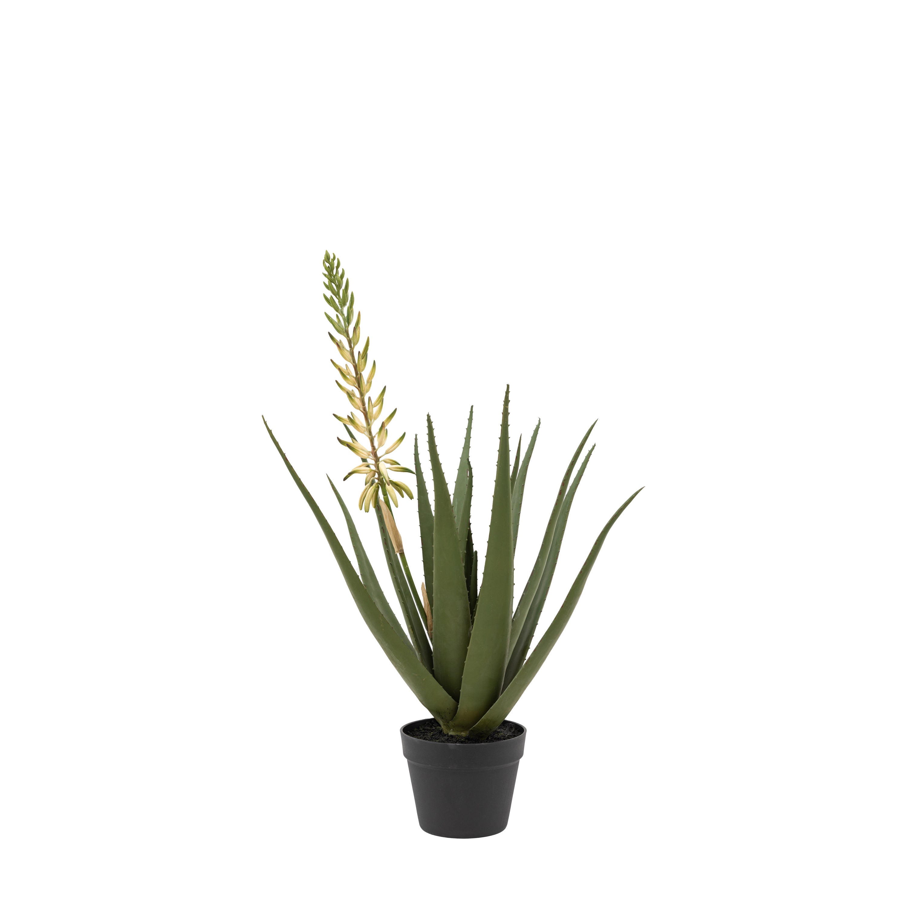Aloe Potted Plant with White Flower