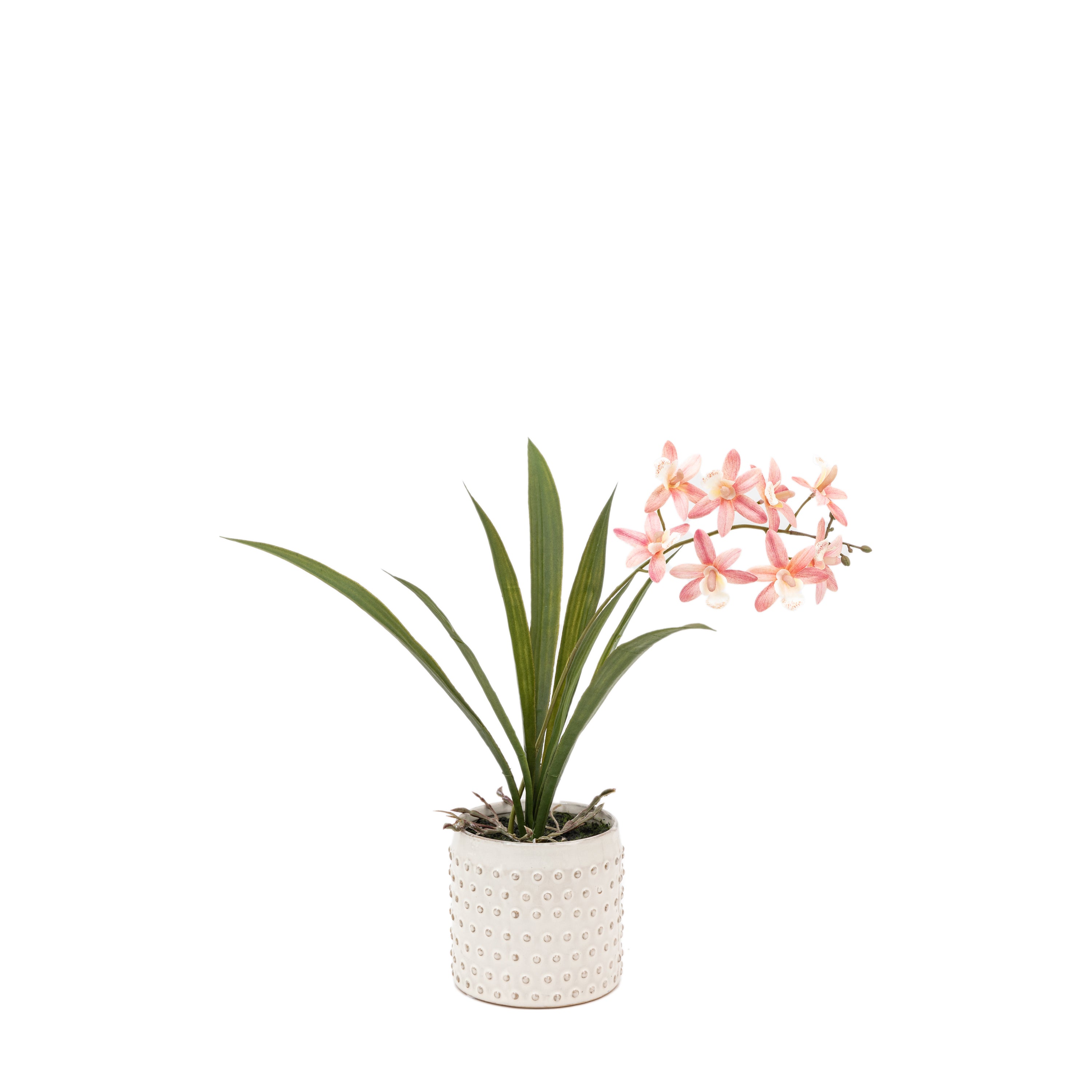 Orchid Pink in White Ceramic Dot Pot
