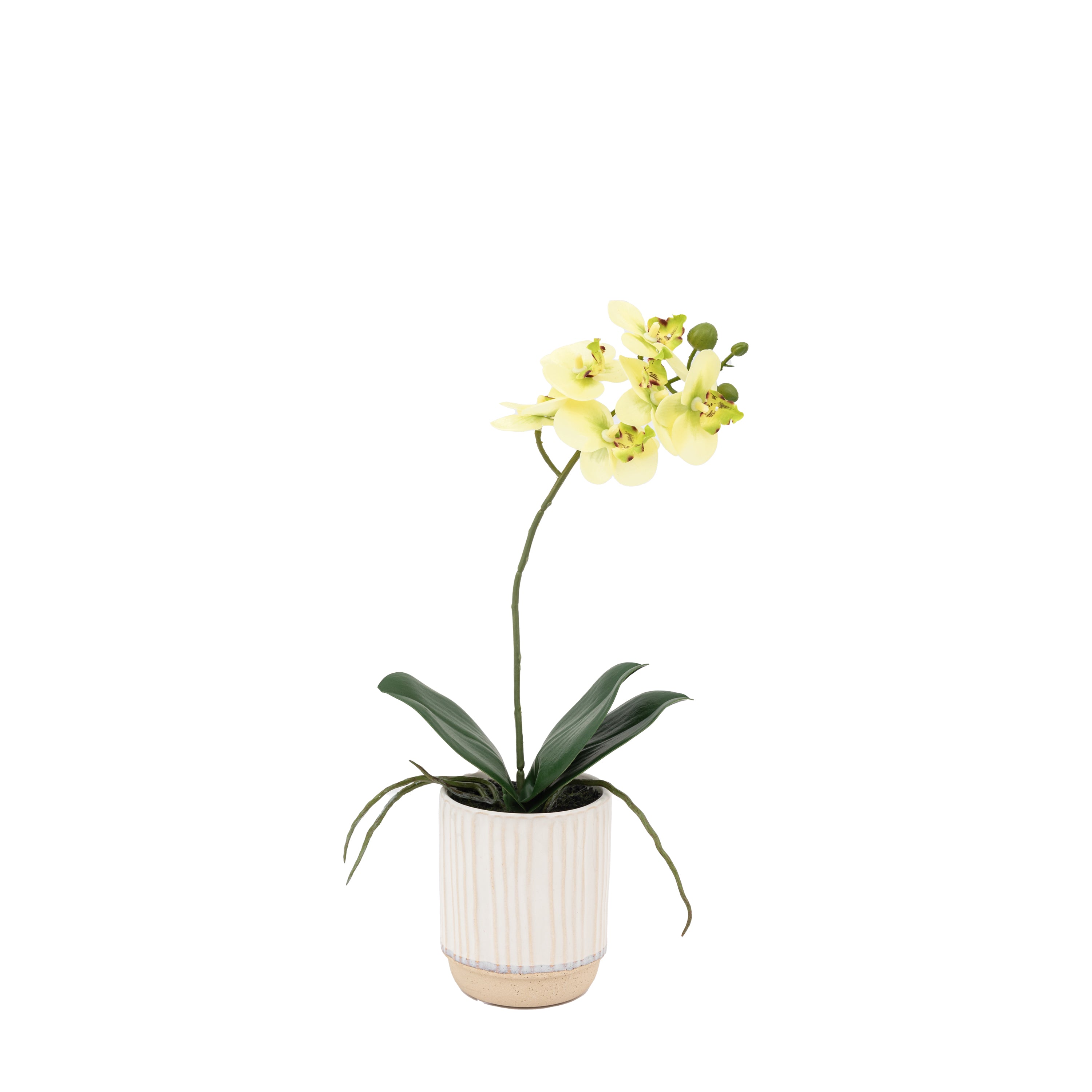 Orchid Cream in Ribbed White Ceramic Pot