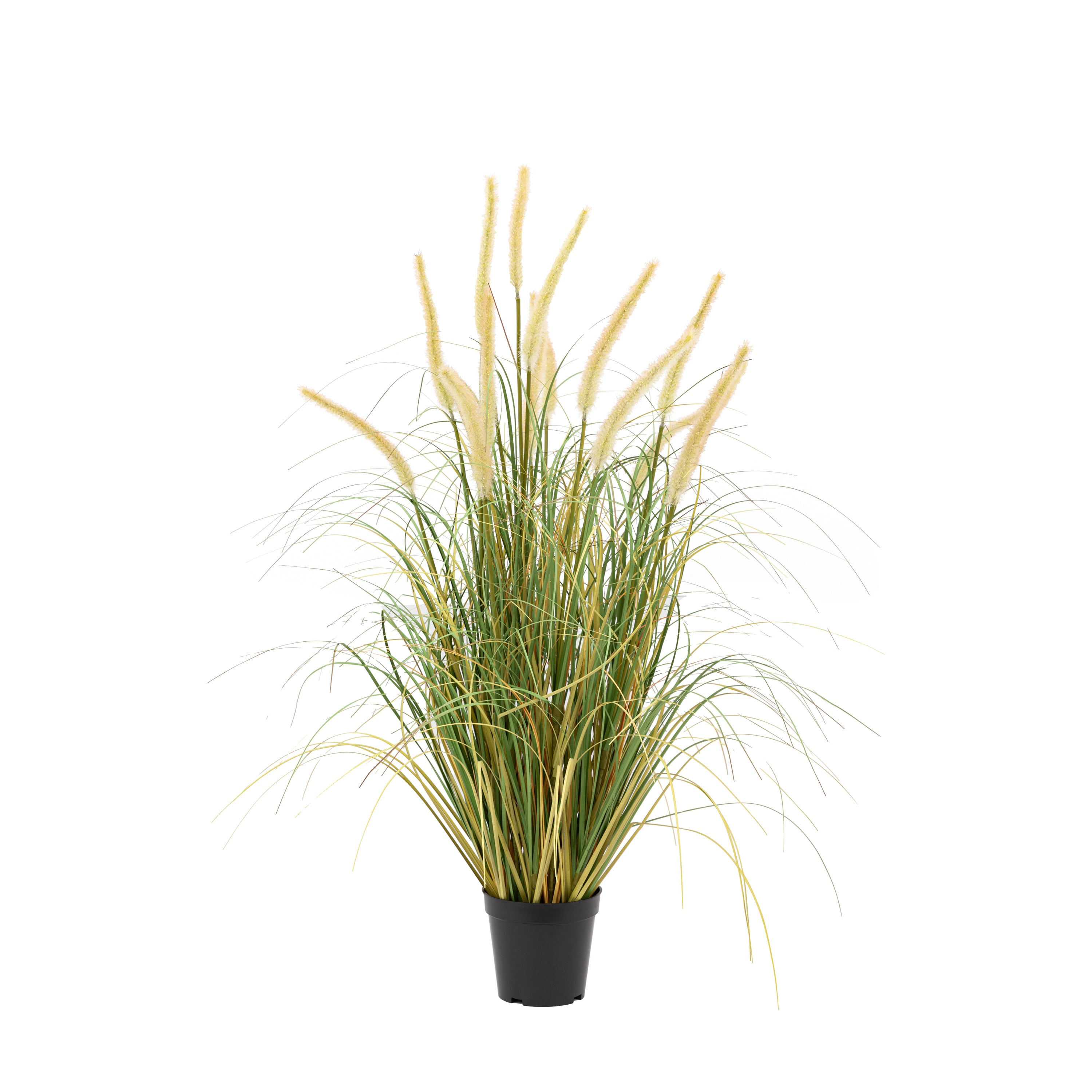 Potted Grass with Cattail Seed Heads