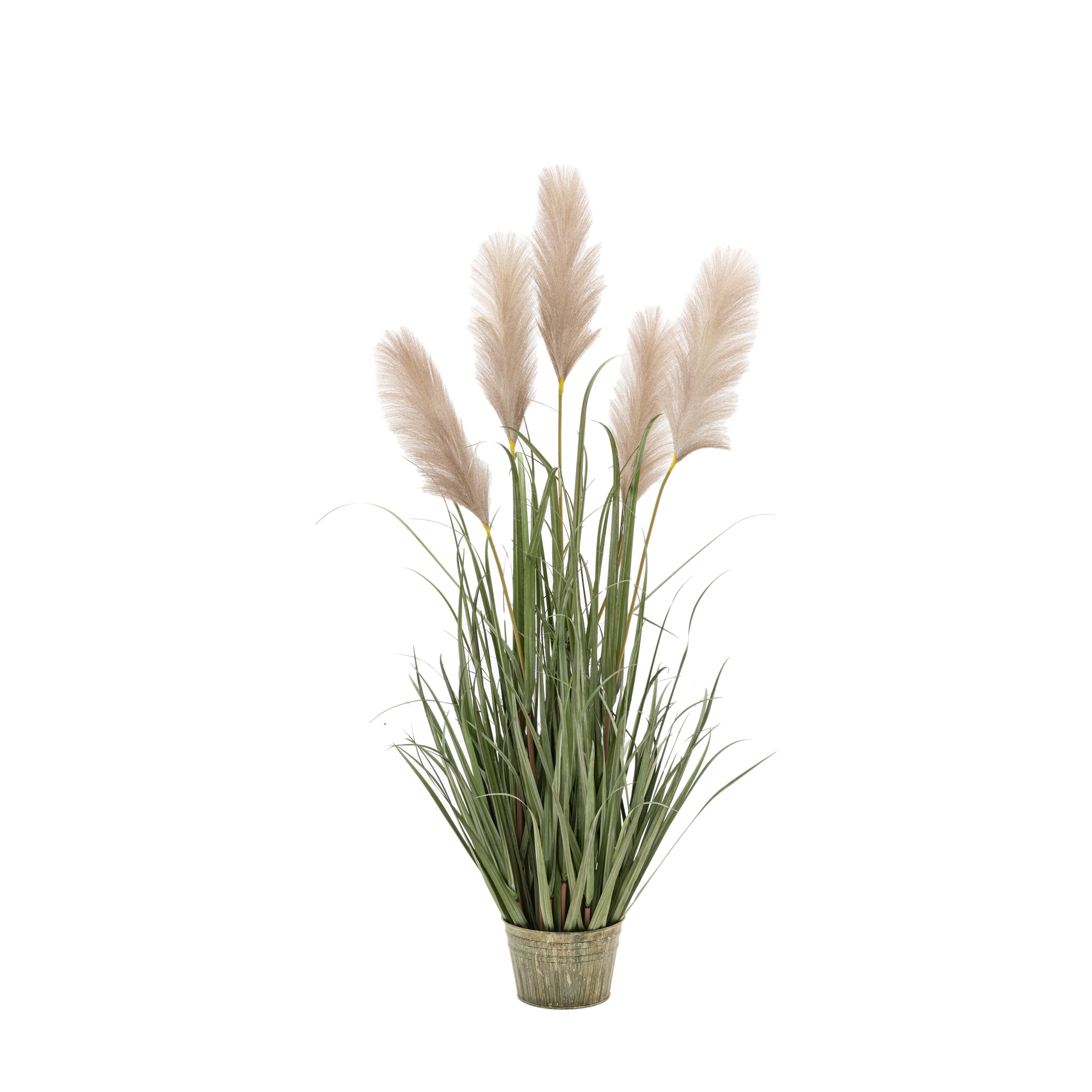 Potted Grass with Pampas Seed Heads