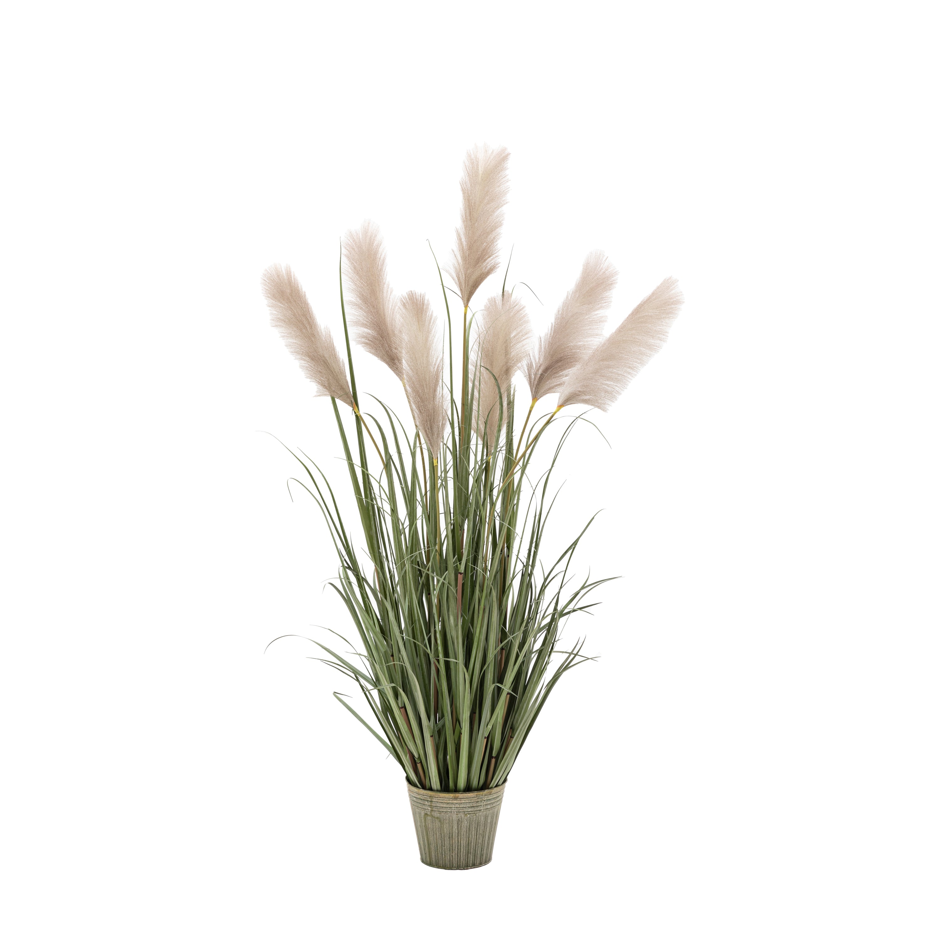 Potted Grass with Pampas Seed Heads