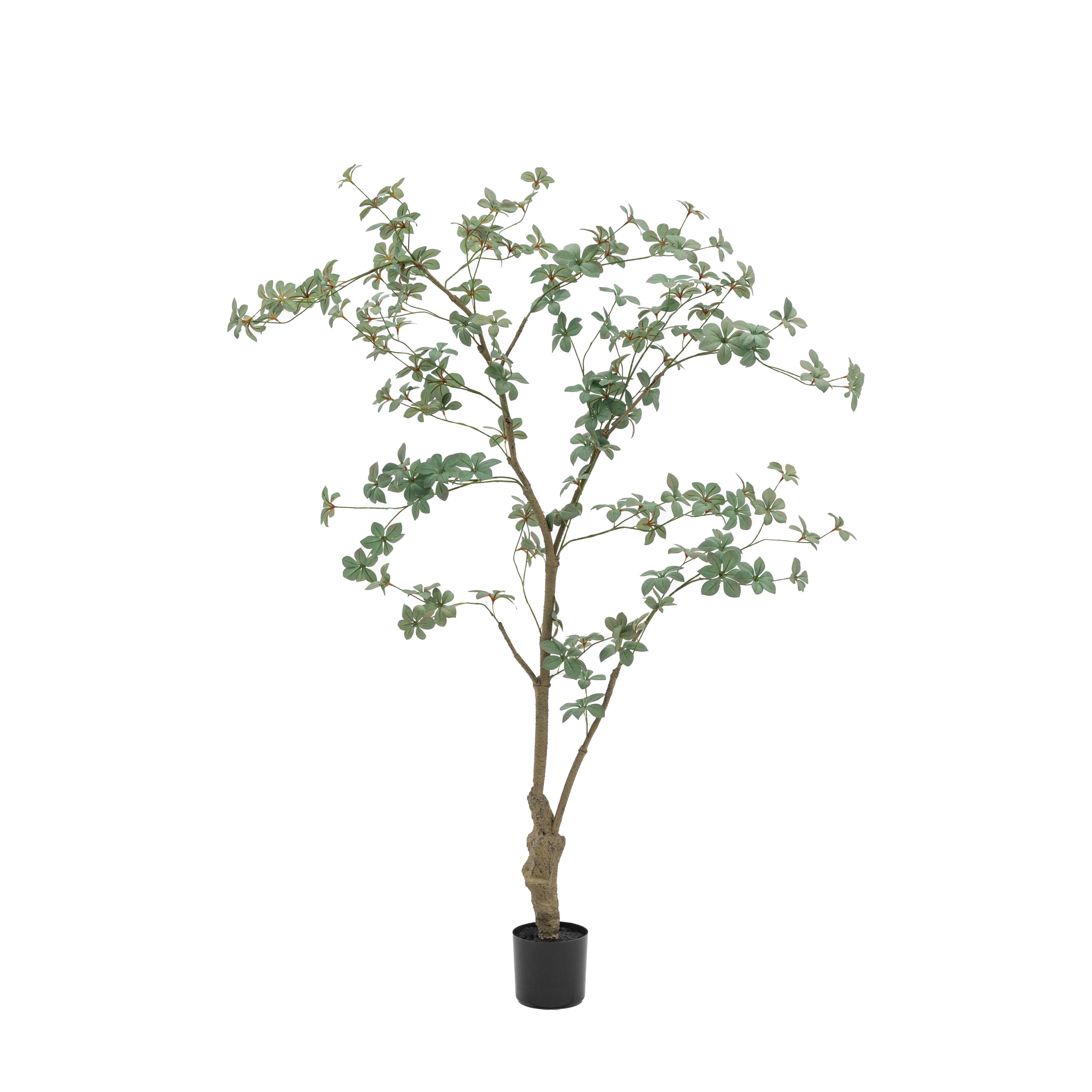 Potted Rhodoleia 5ft Tree