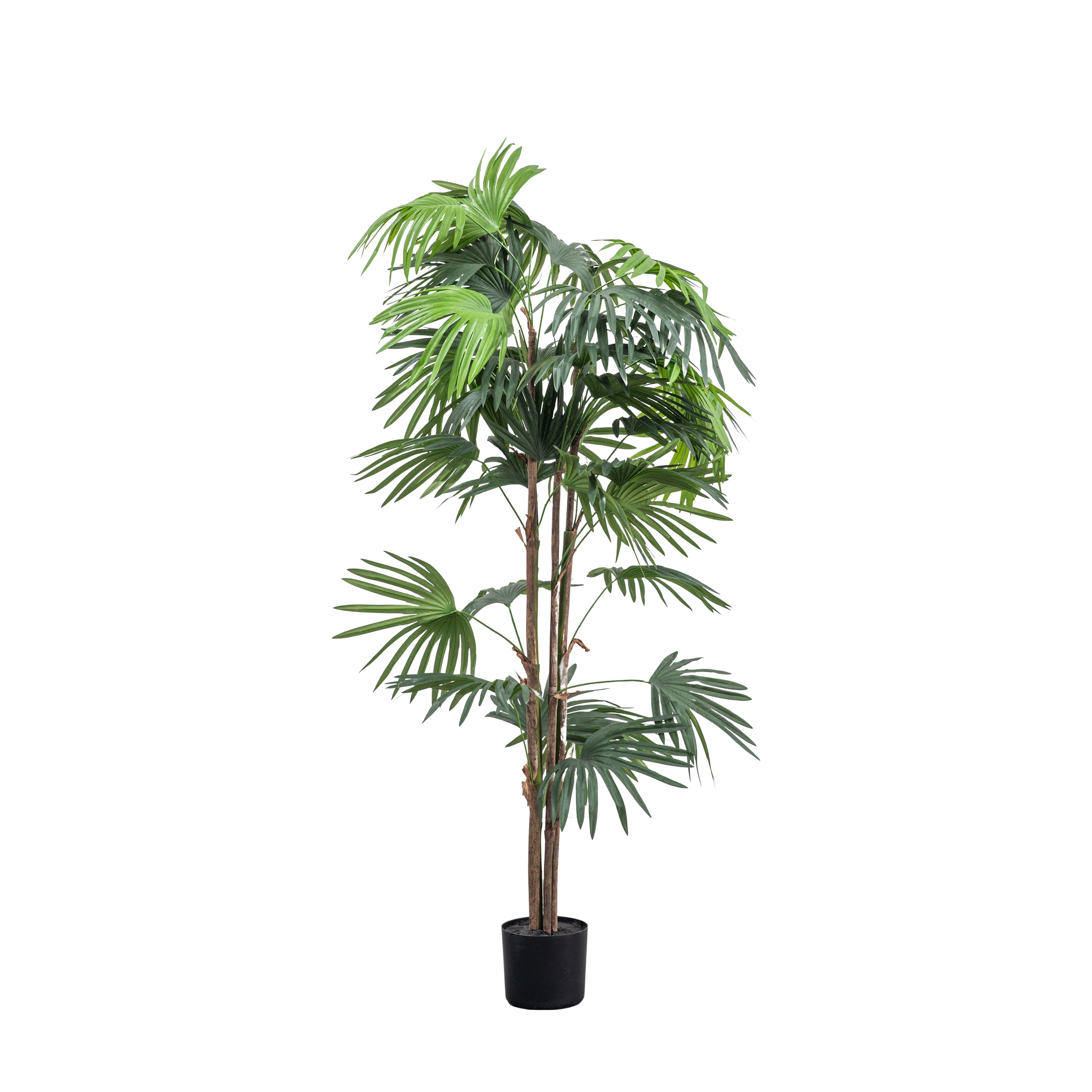 Chinese Fan Palm H1680mm - PEVA / PE / Iron / Wire / PVC | Migo Interiors