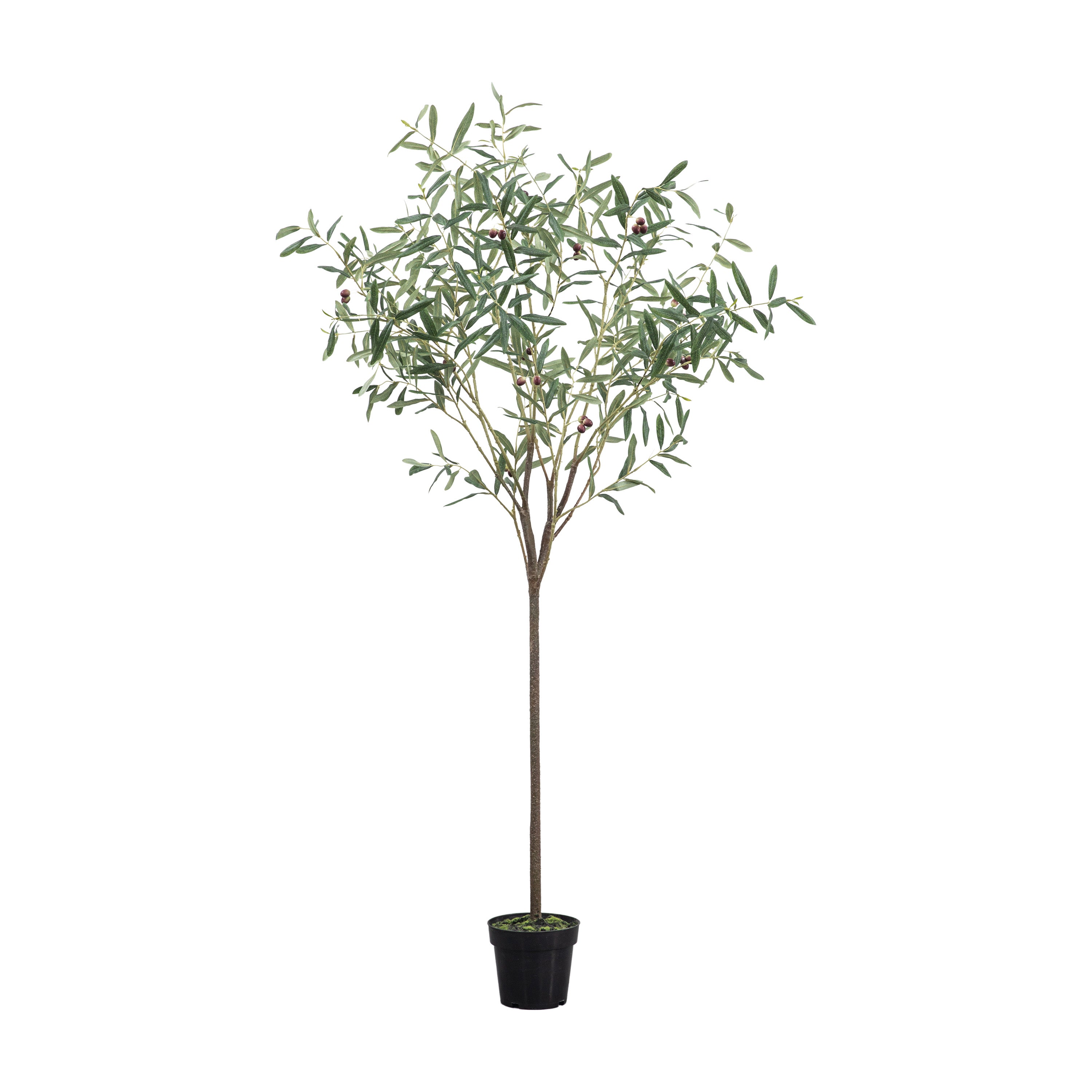 Olive Tree Small Green H1720mm - Polyester / PE / PVC Polyfoam | Migo Interiors