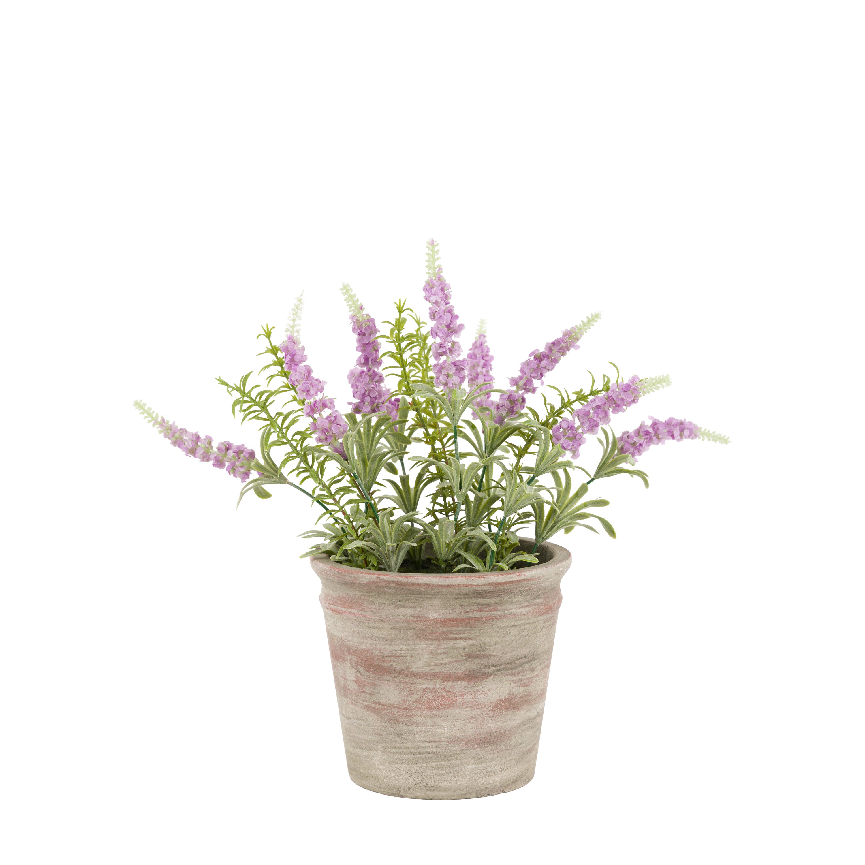 Potted Rustic Lilac Lavendar