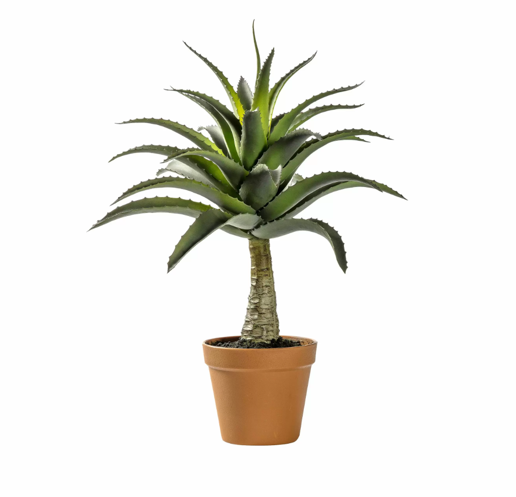 Dora Potted Agave