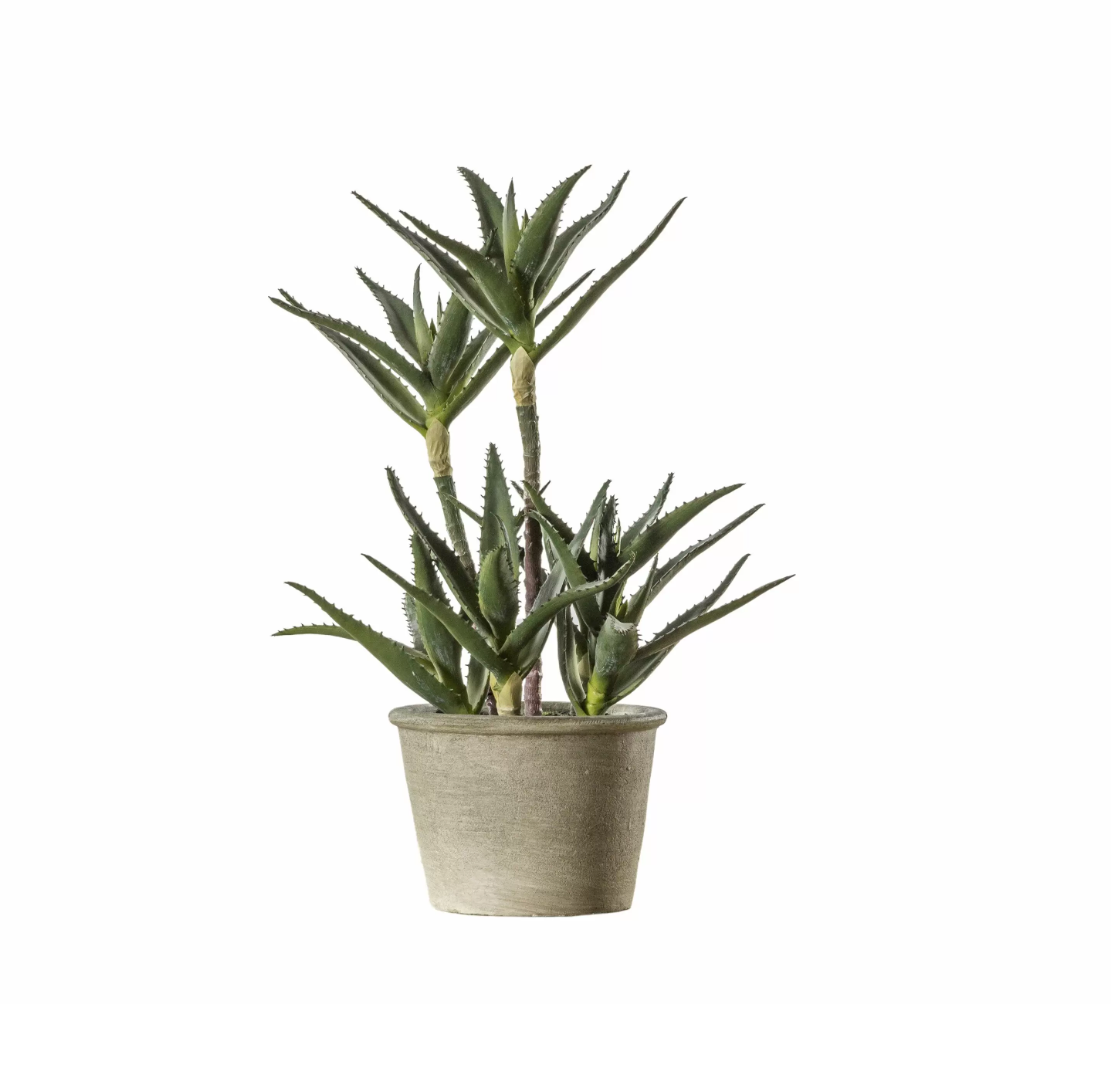 Eloisa Potted Aloe