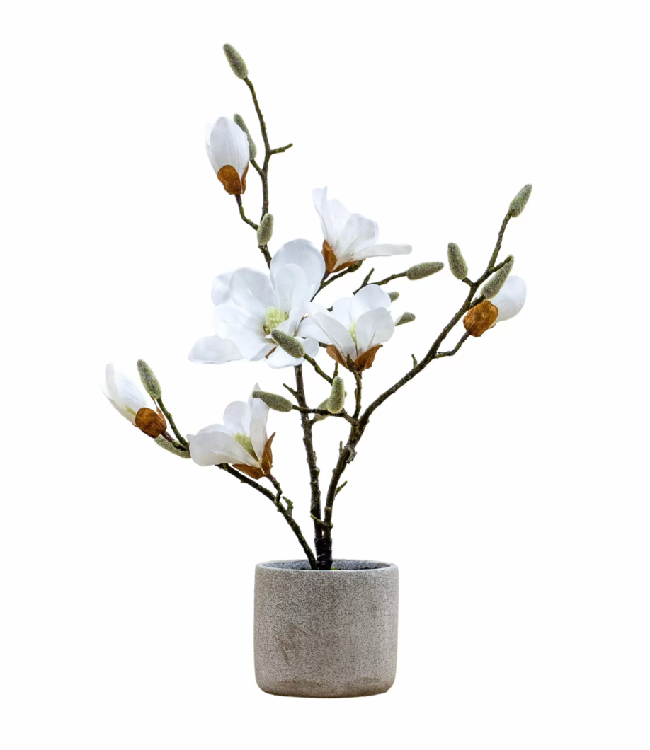Adelisa Potted Magnolia