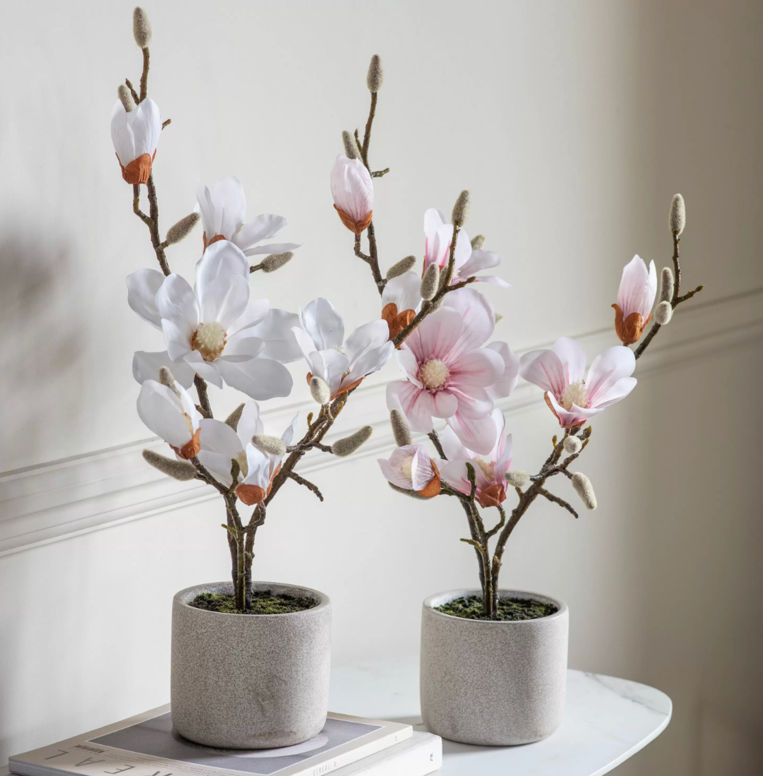 Adelisa Potted Magnolia