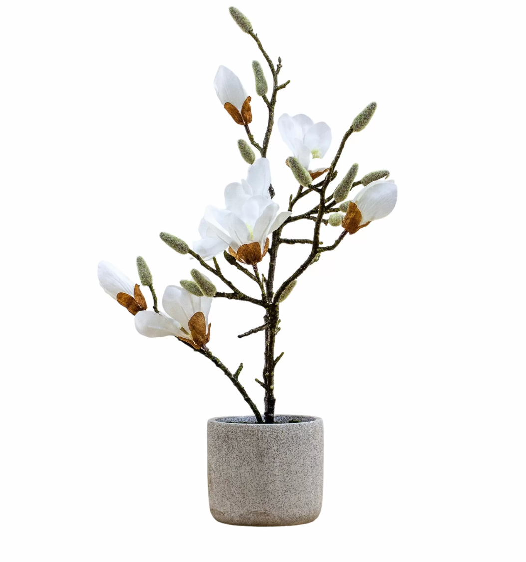 Adelisa Potted Magnolia