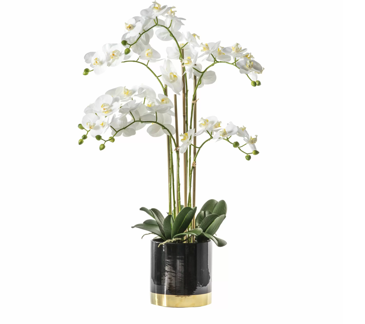 Agnella Potted Orchid