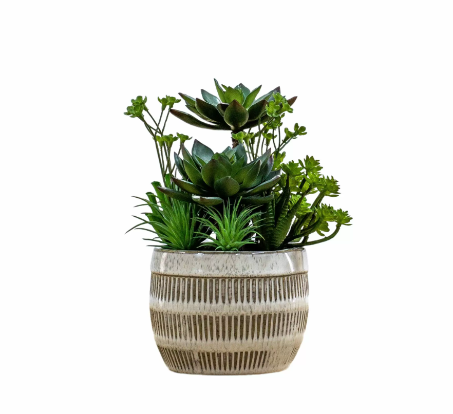 Alba Potted Succulents