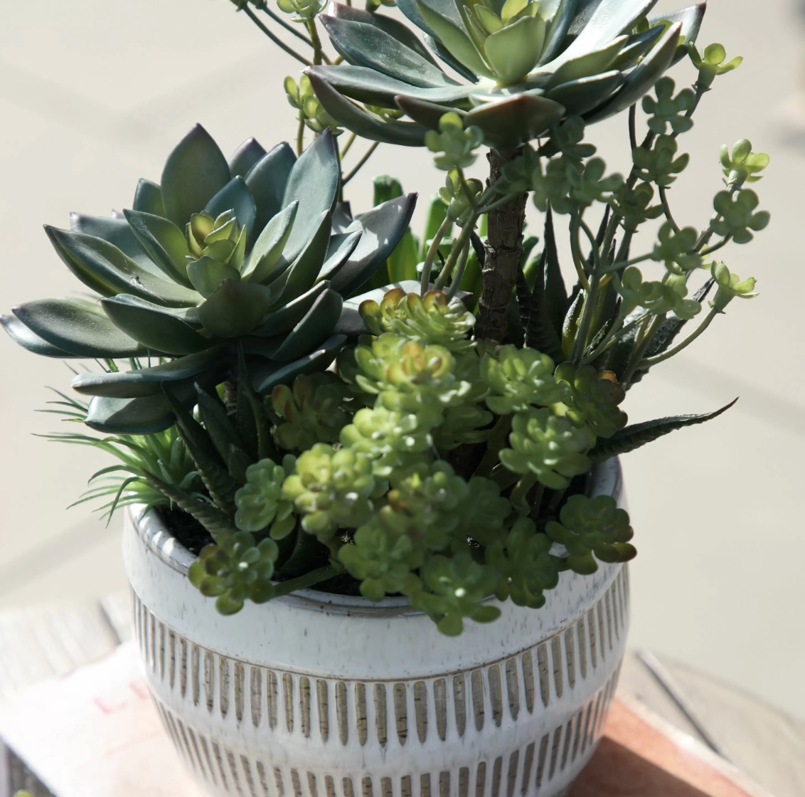 Alba Potted Succulents