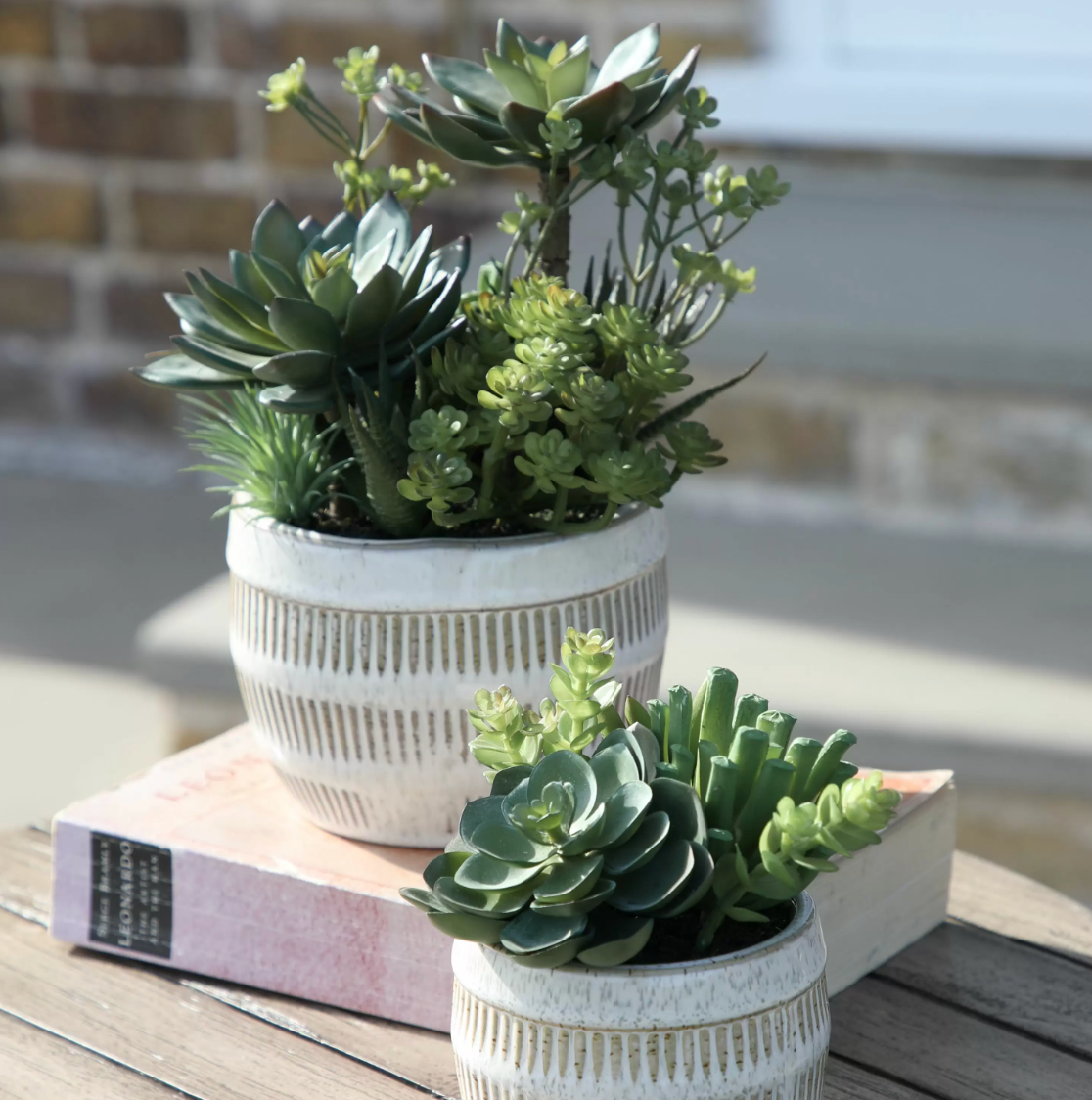 Alba Potted Succulents