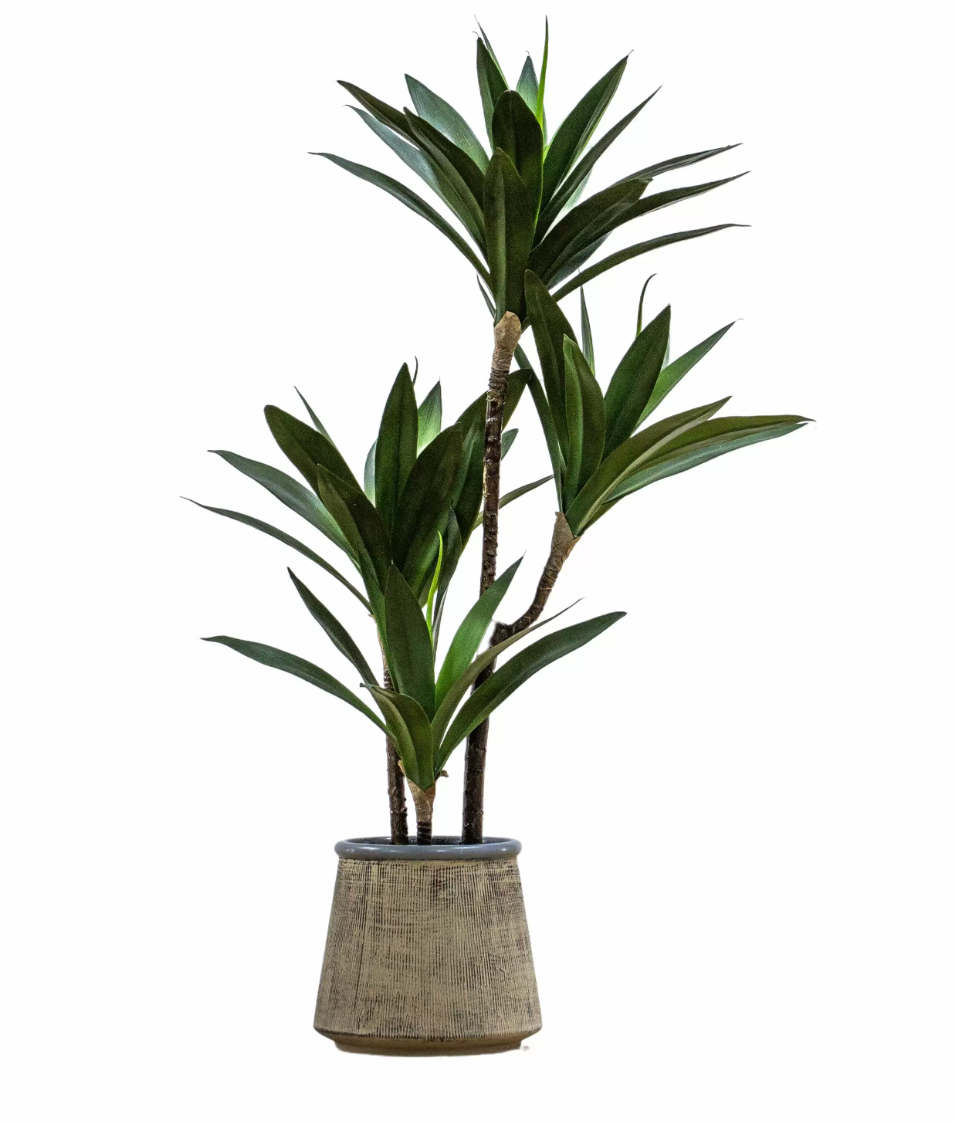 Albina Potted Yucca