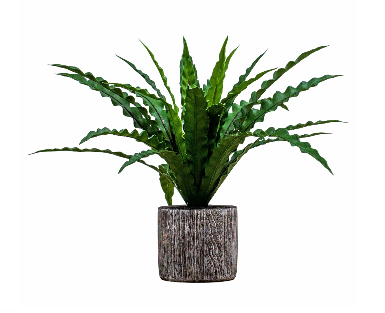 Alina Potted Asplenium